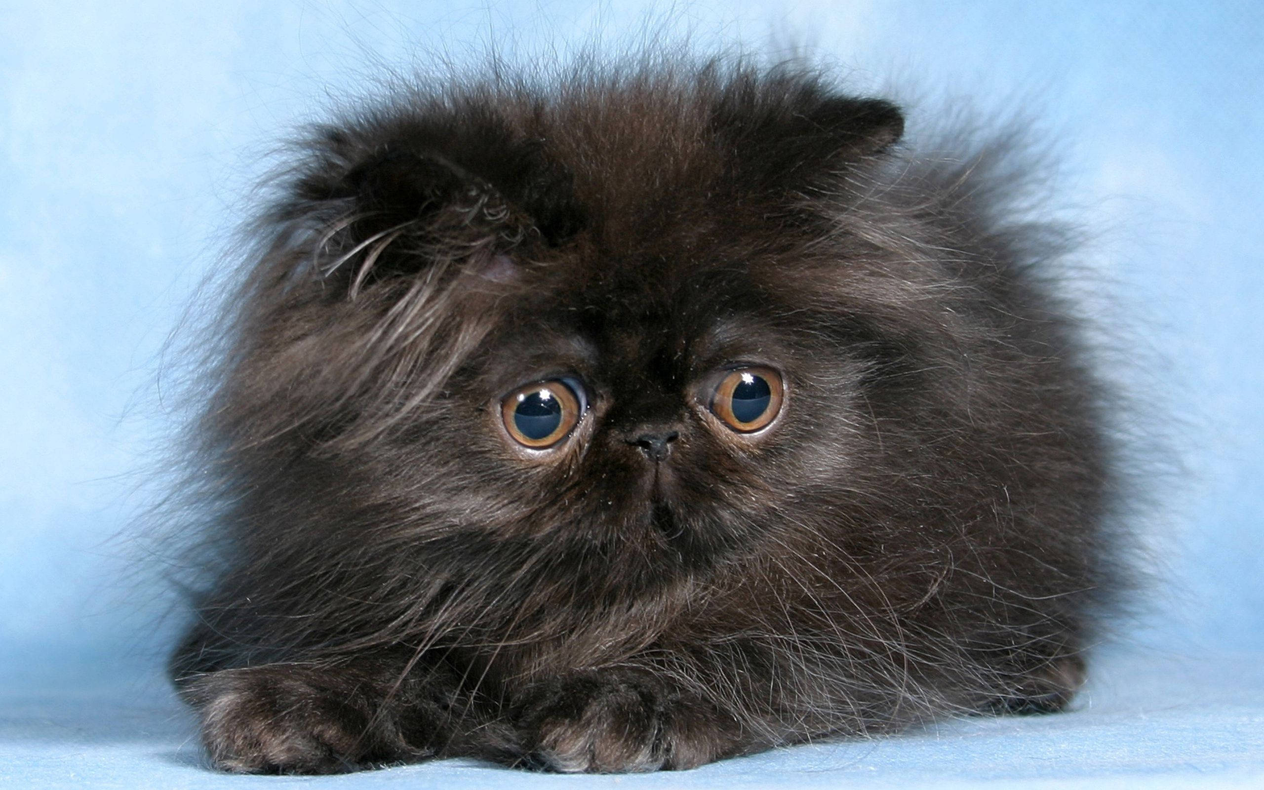 ふわふわの毛並みが可愛い子猫 壁紙