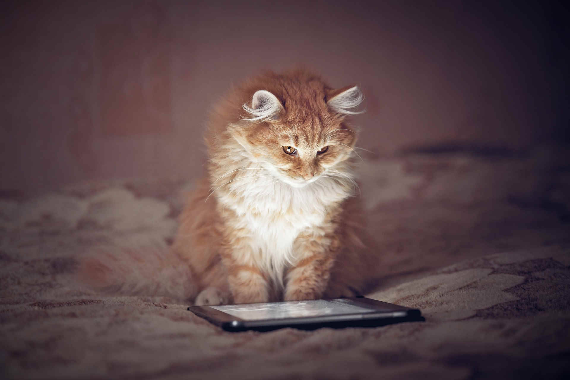ふわふわの茶色い猫とコンピュータ 壁紙