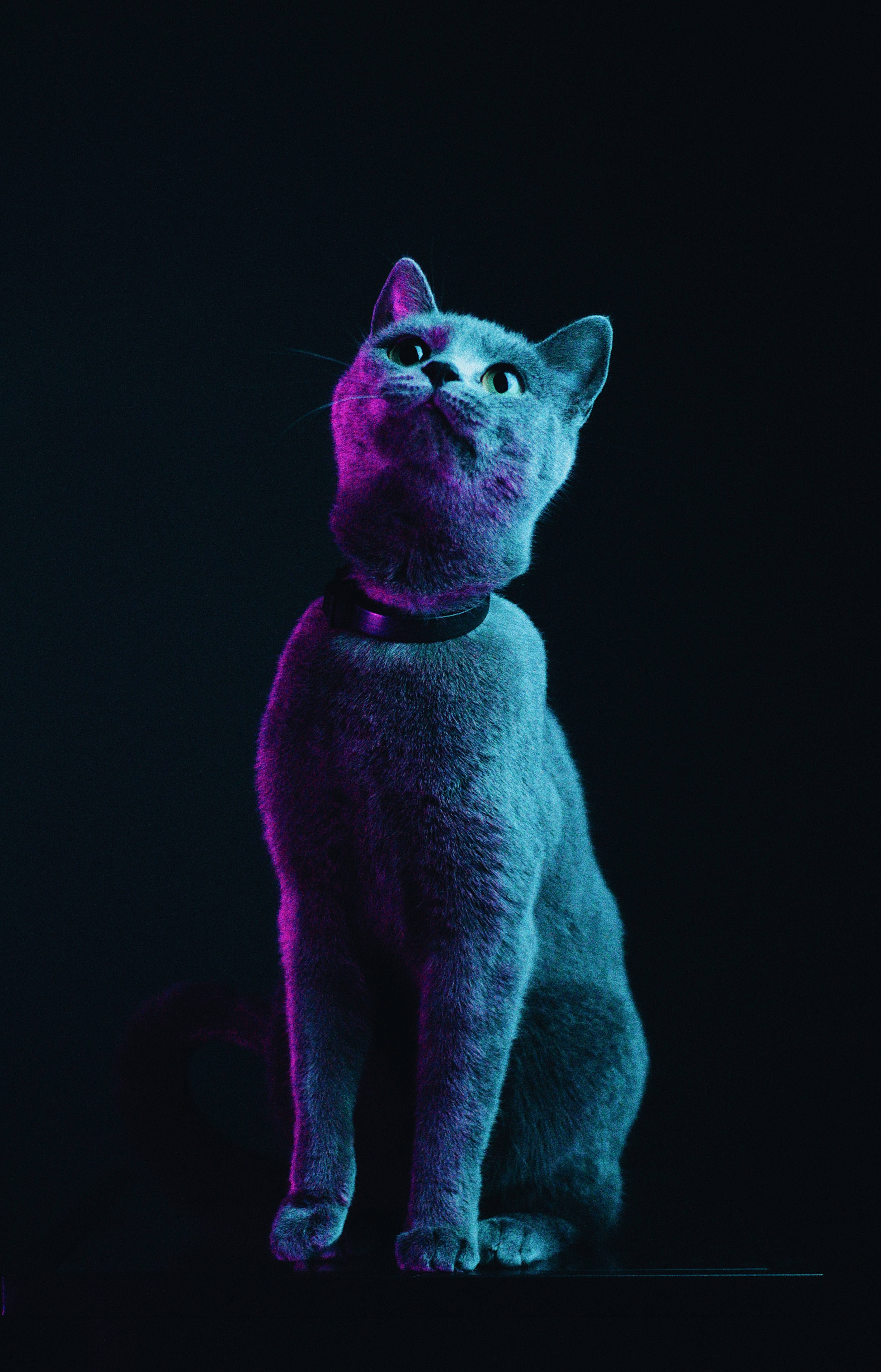 ふわふわのグレーの猫 壁紙
