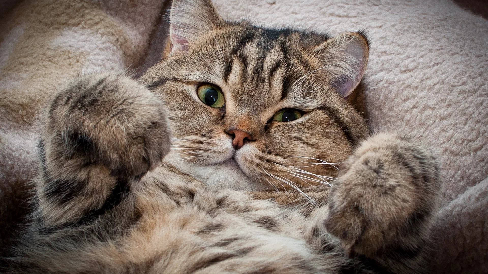 ふわふわ毛並みの美しい猫 壁紙
