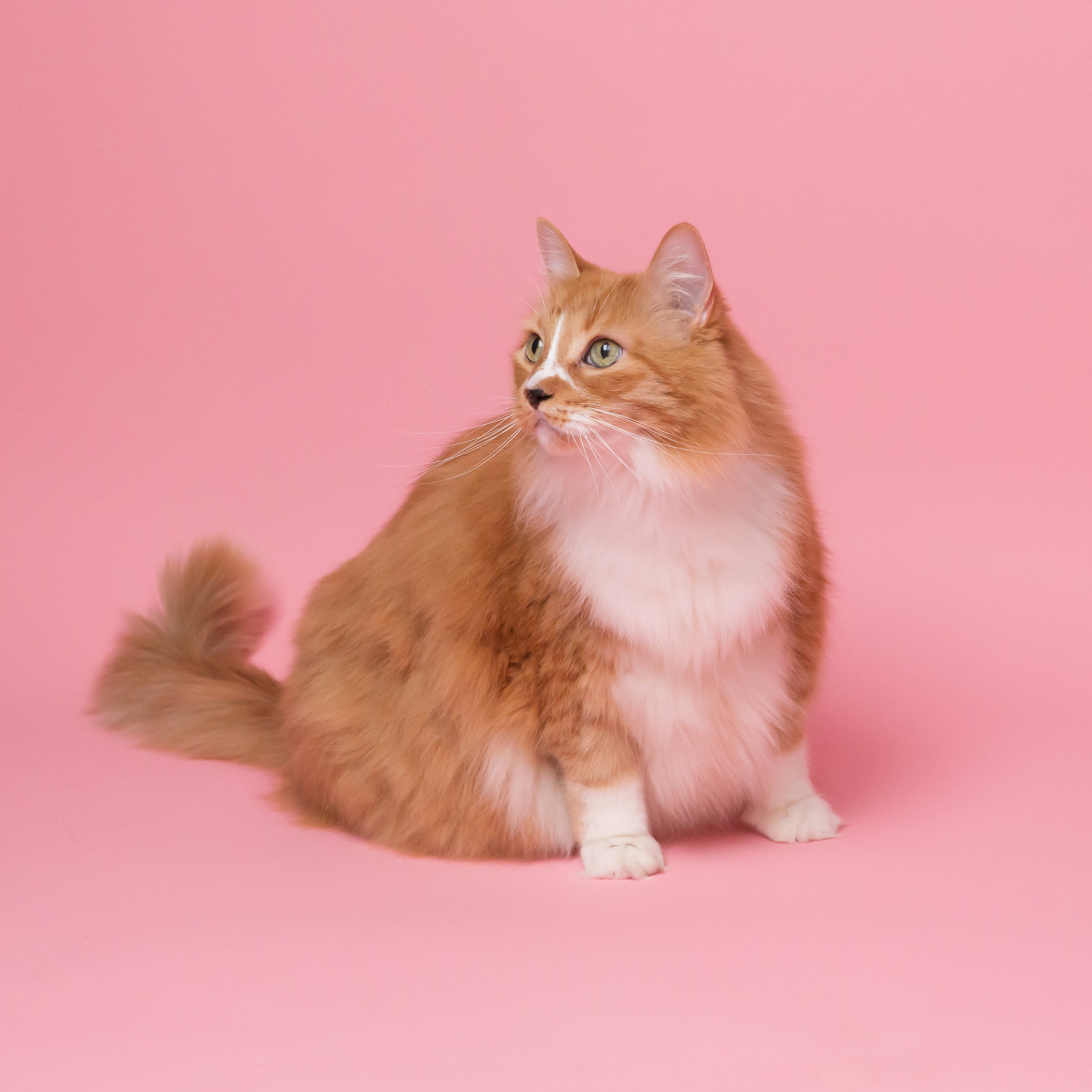 ぽっちゃりおしゃれなピンクの猫 壁紙