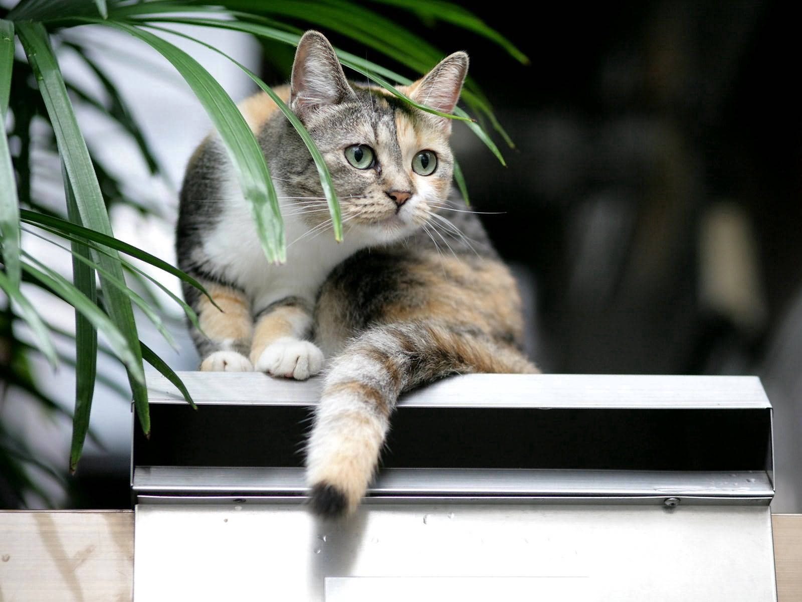 何かを見つけて面白い表情をする猫。毛皮の動物の友達。