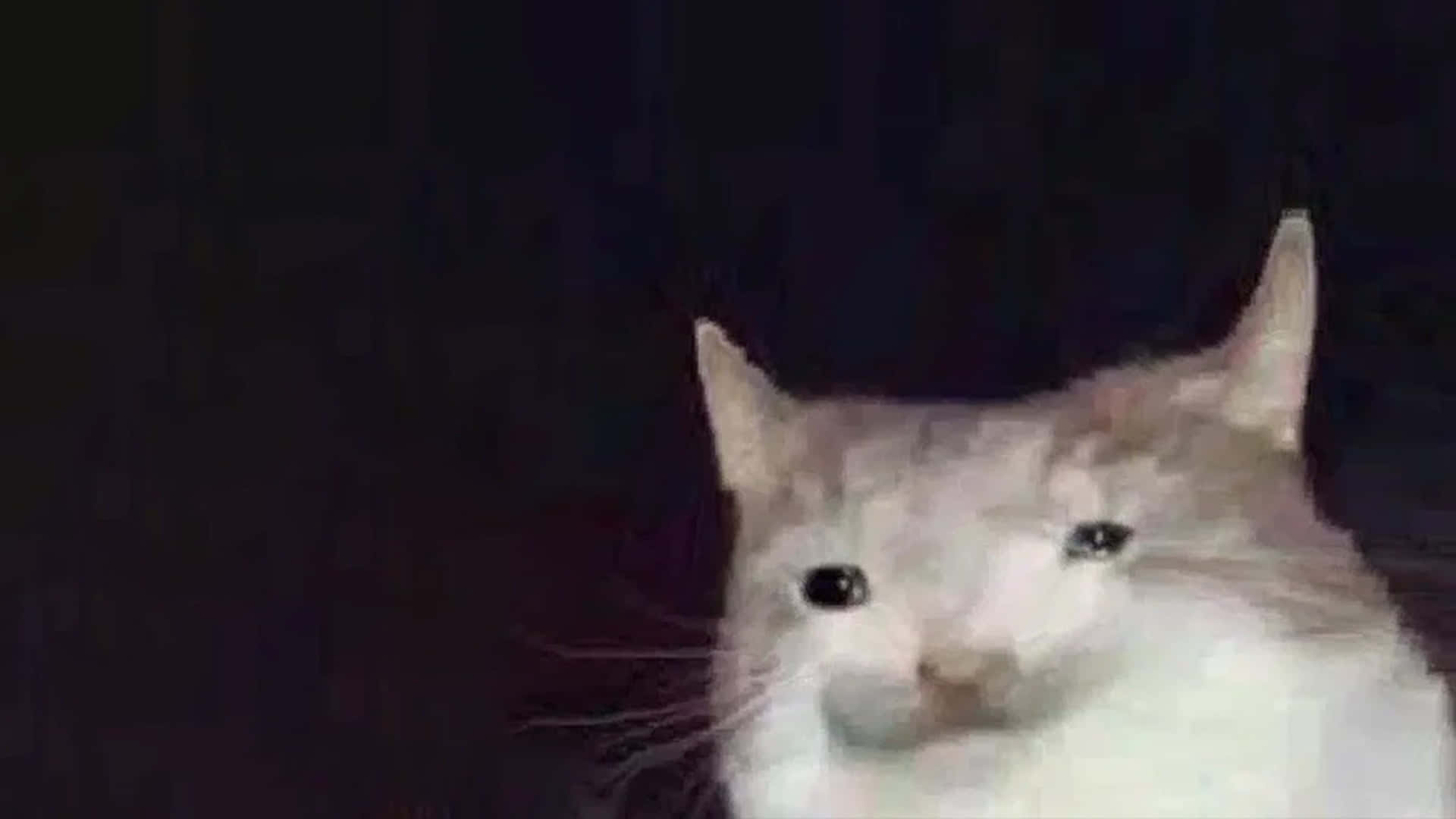 ゆがんだ猫ミーム画像 壁紙