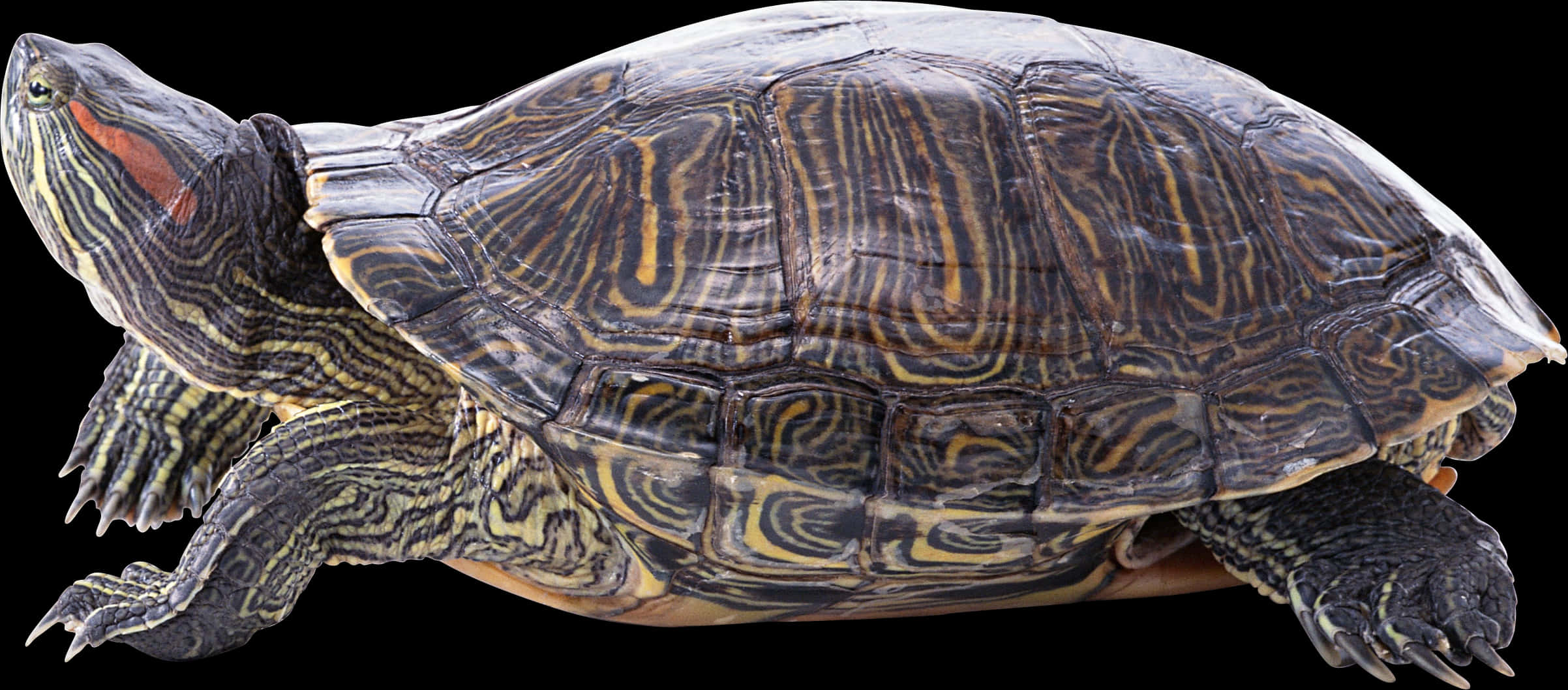 アカミミガメの横顔 壁紙