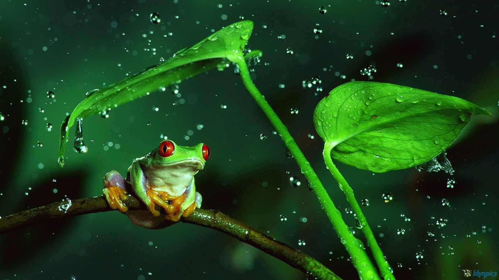 アカメアマガエルのかわいい壁紙 壁紙