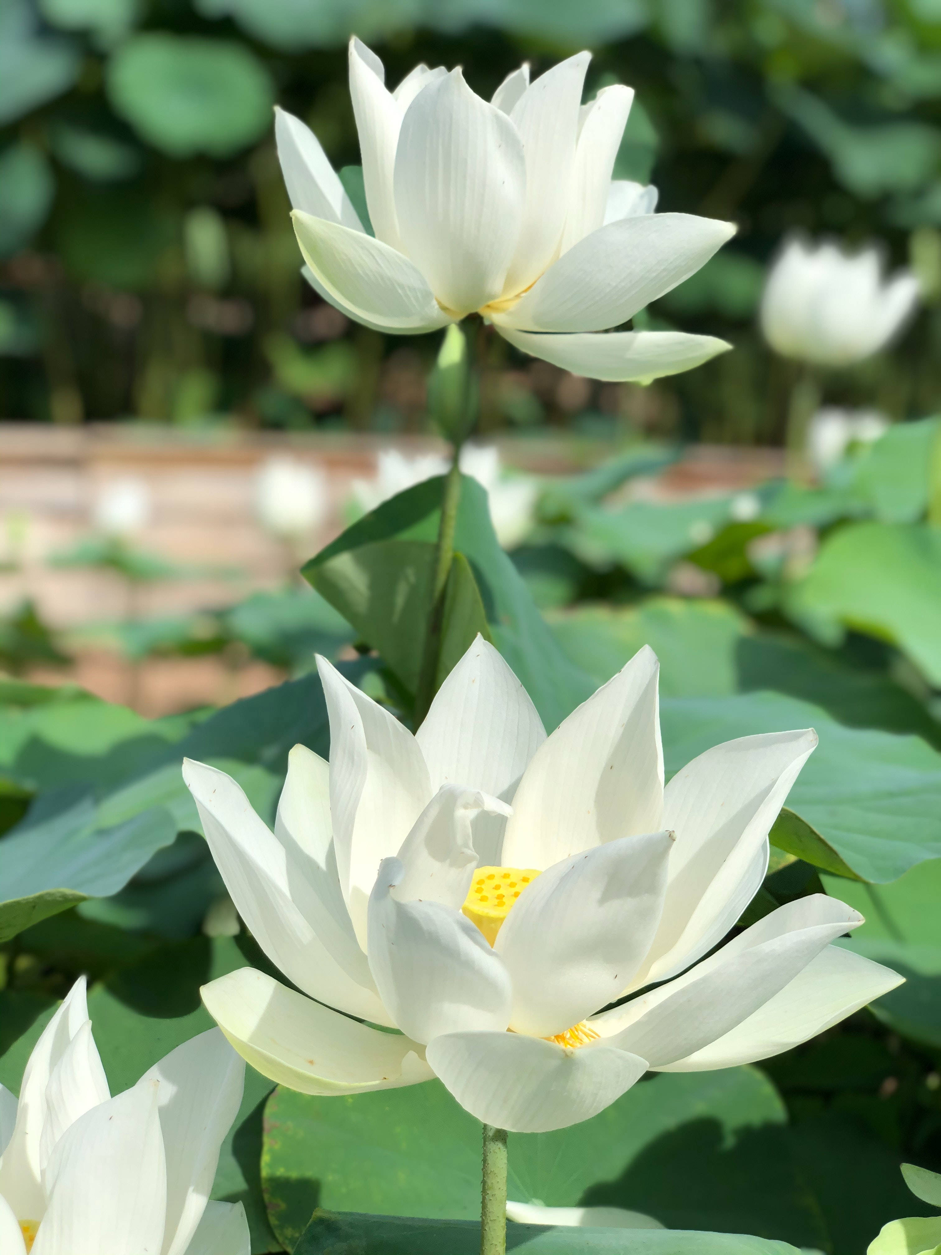 アジアの蓮の花 壁紙