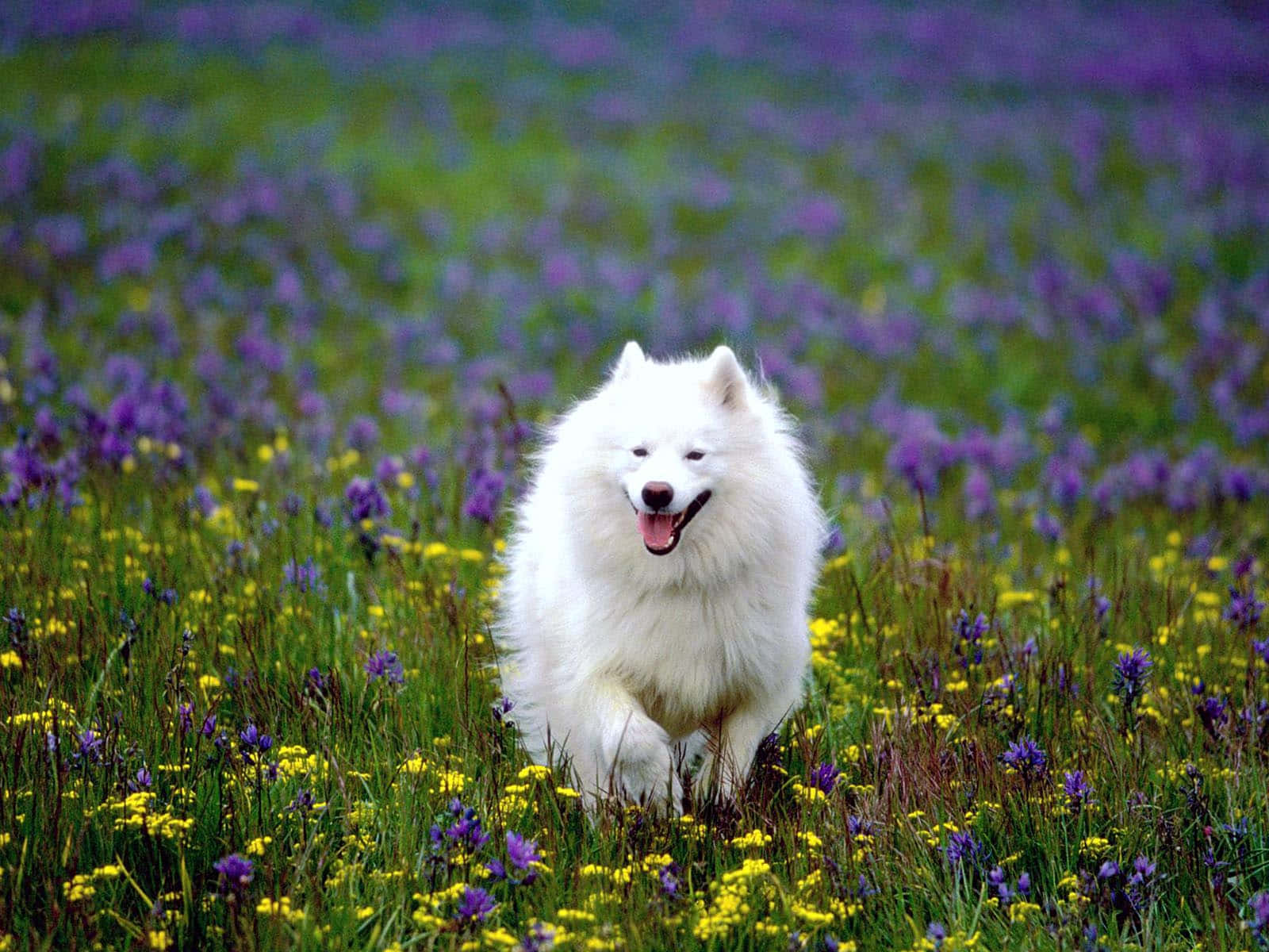 アメリカンエスキモーの白い犬の画像 壁紙