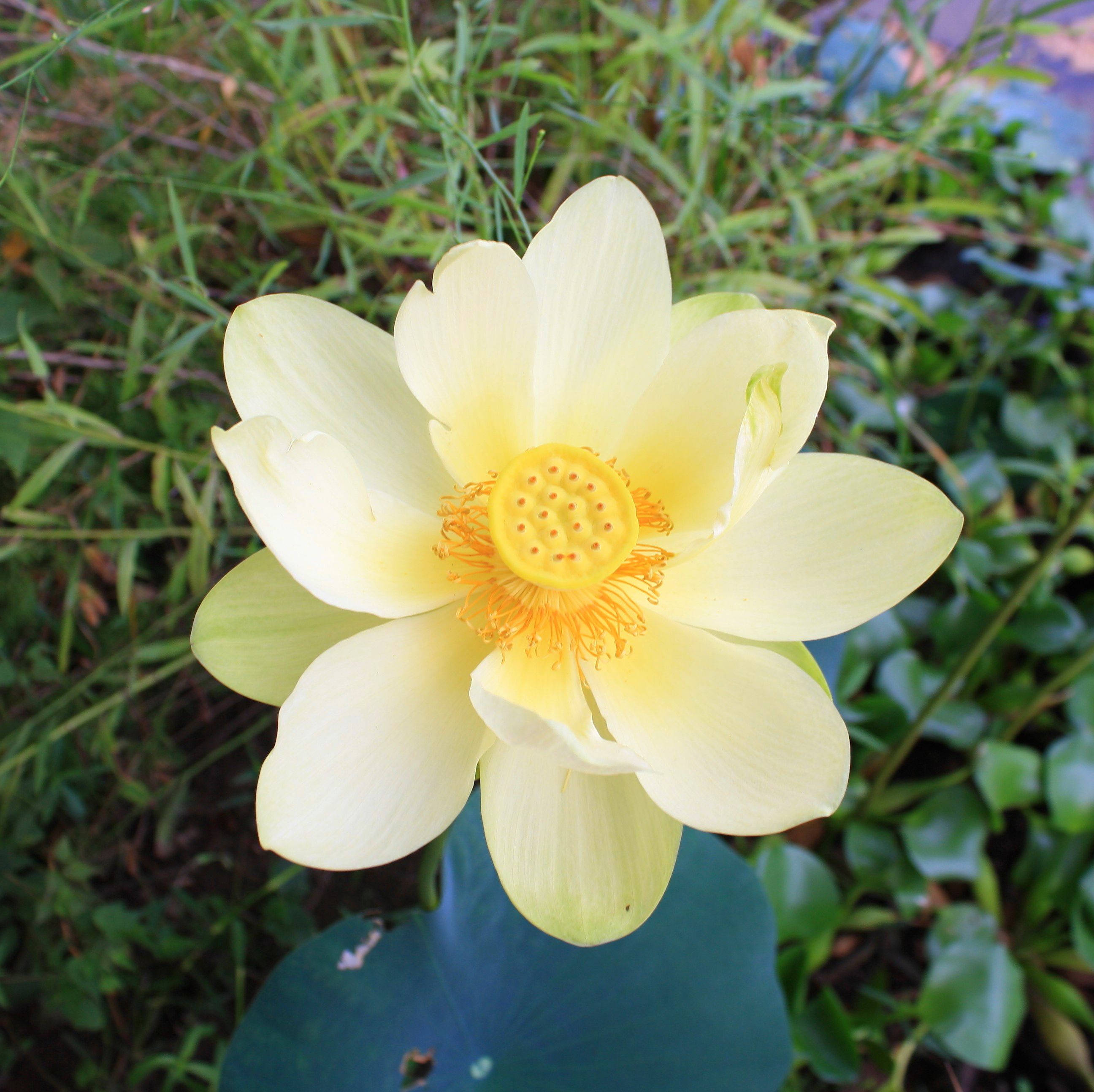 アメリカンロータスの花 壁紙