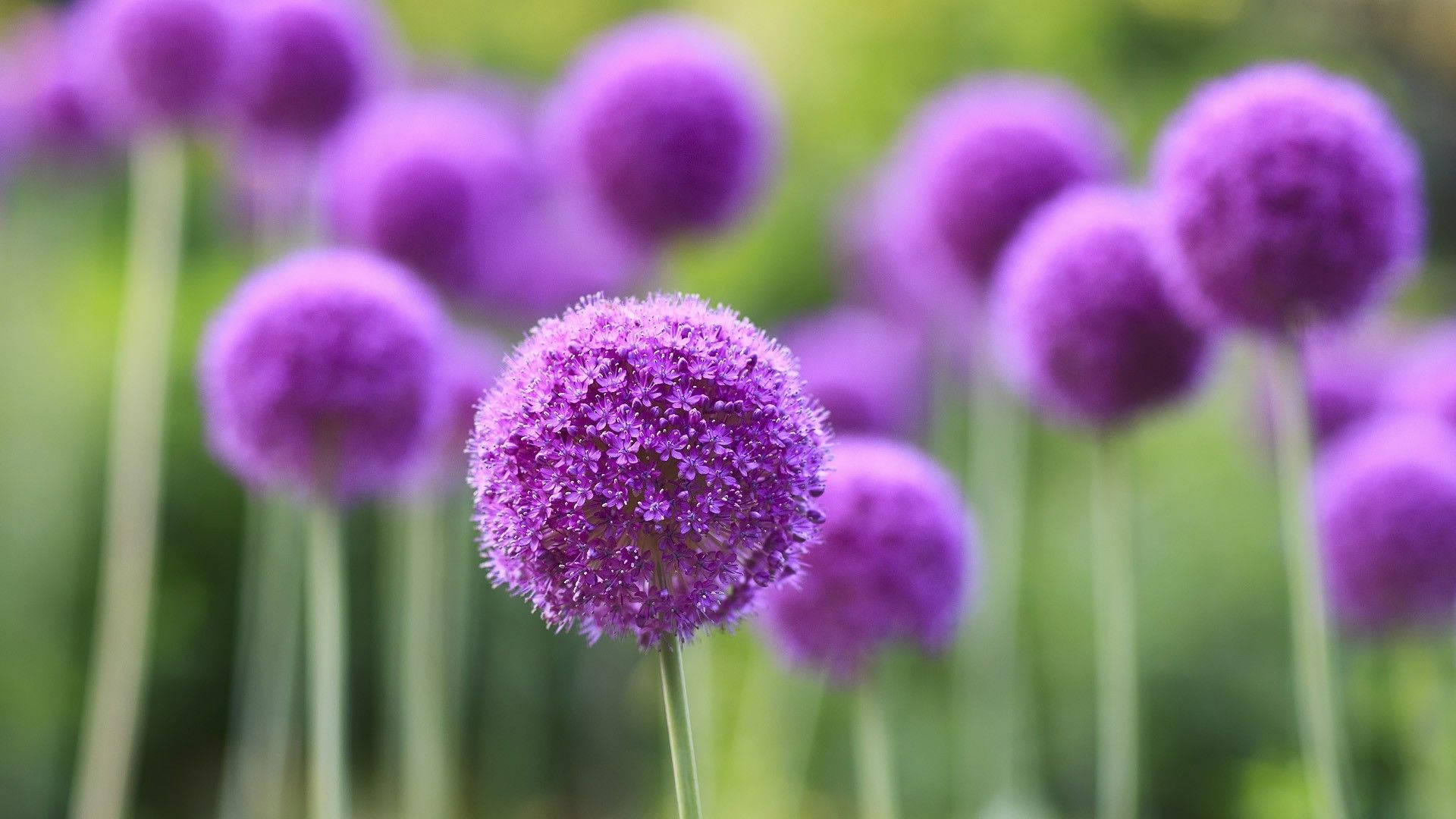 アリウムの球根植物 紫色の花 壁紙
