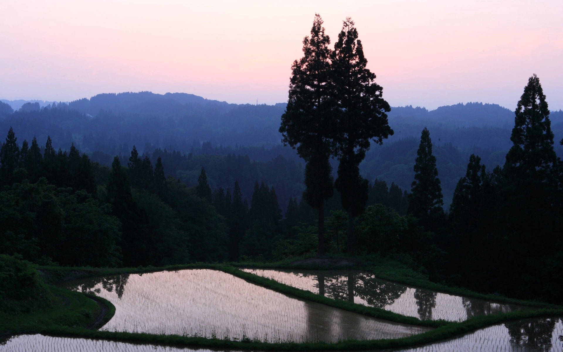 緑の木々と田んぼのある山の景色