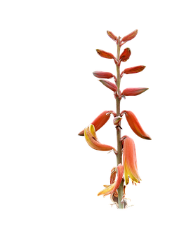 アロエベラの開花した花茎 壁紙