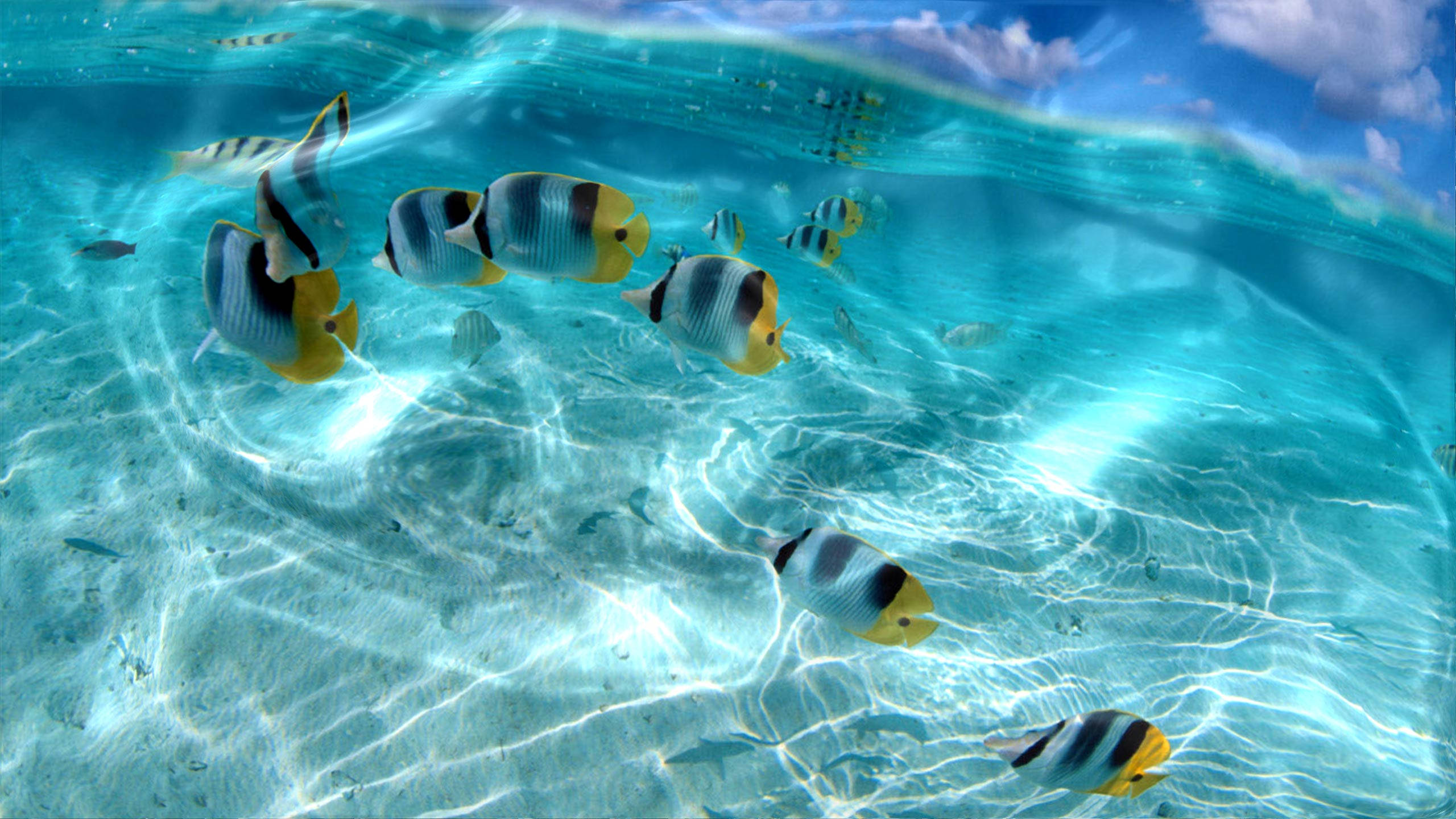 インタラクティブ熱帯魚 壁紙