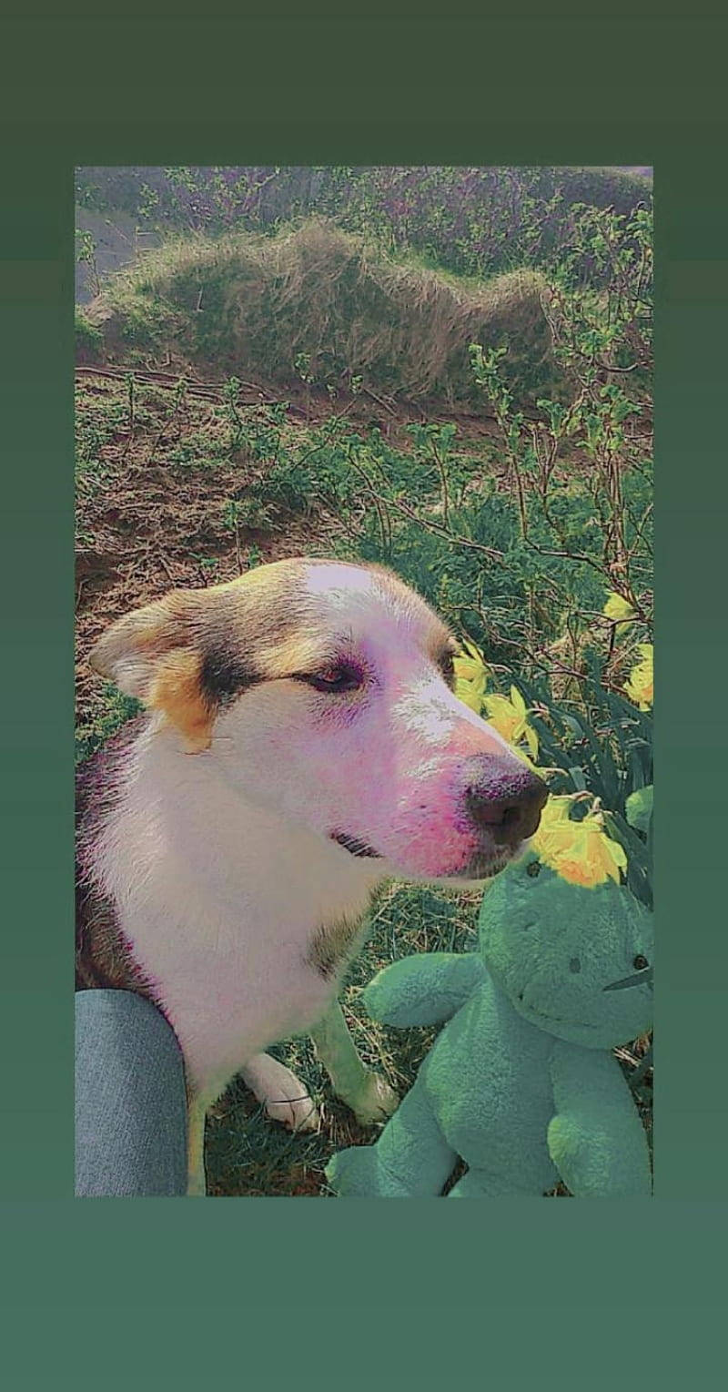 インディーキッズ風のかわいい犬 壁紙