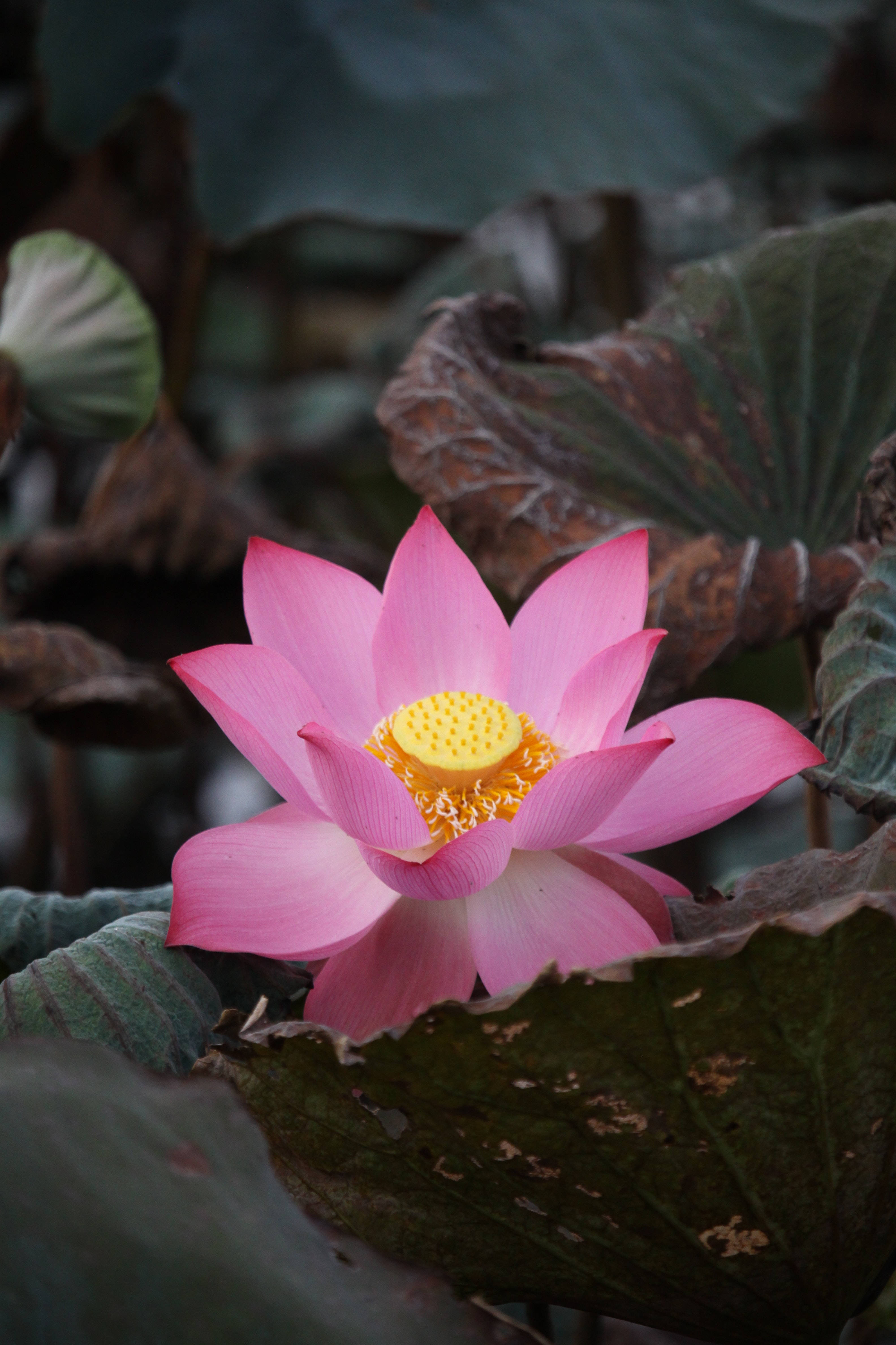 インドの聖なる蓮の花 壁紙