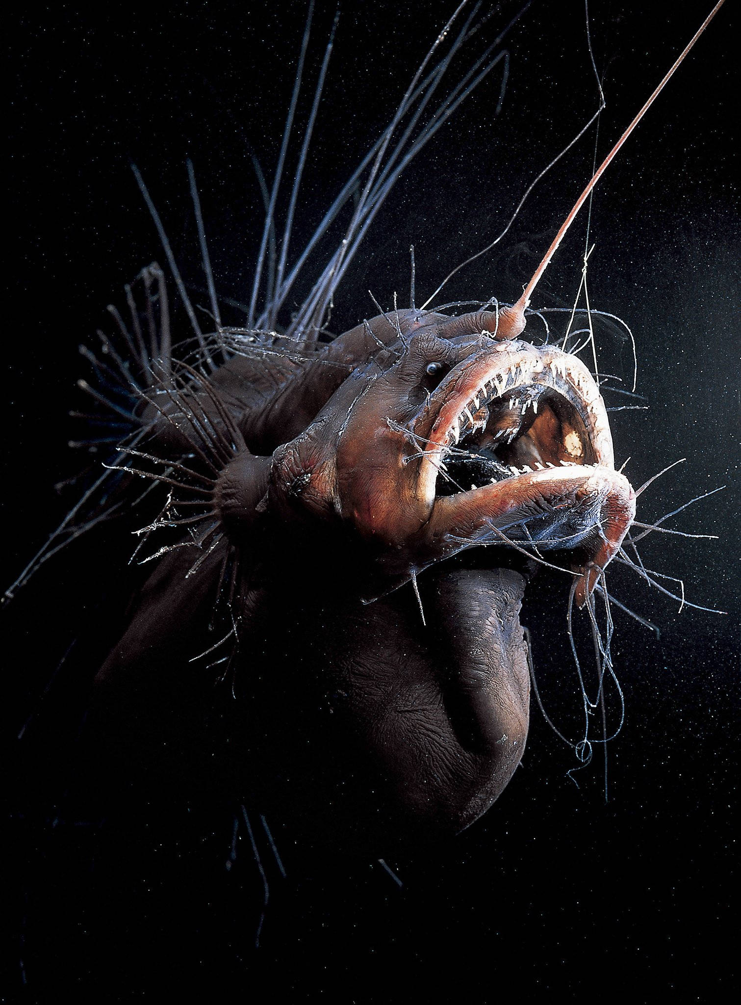 エキゾチックなクールな魚 壁紙