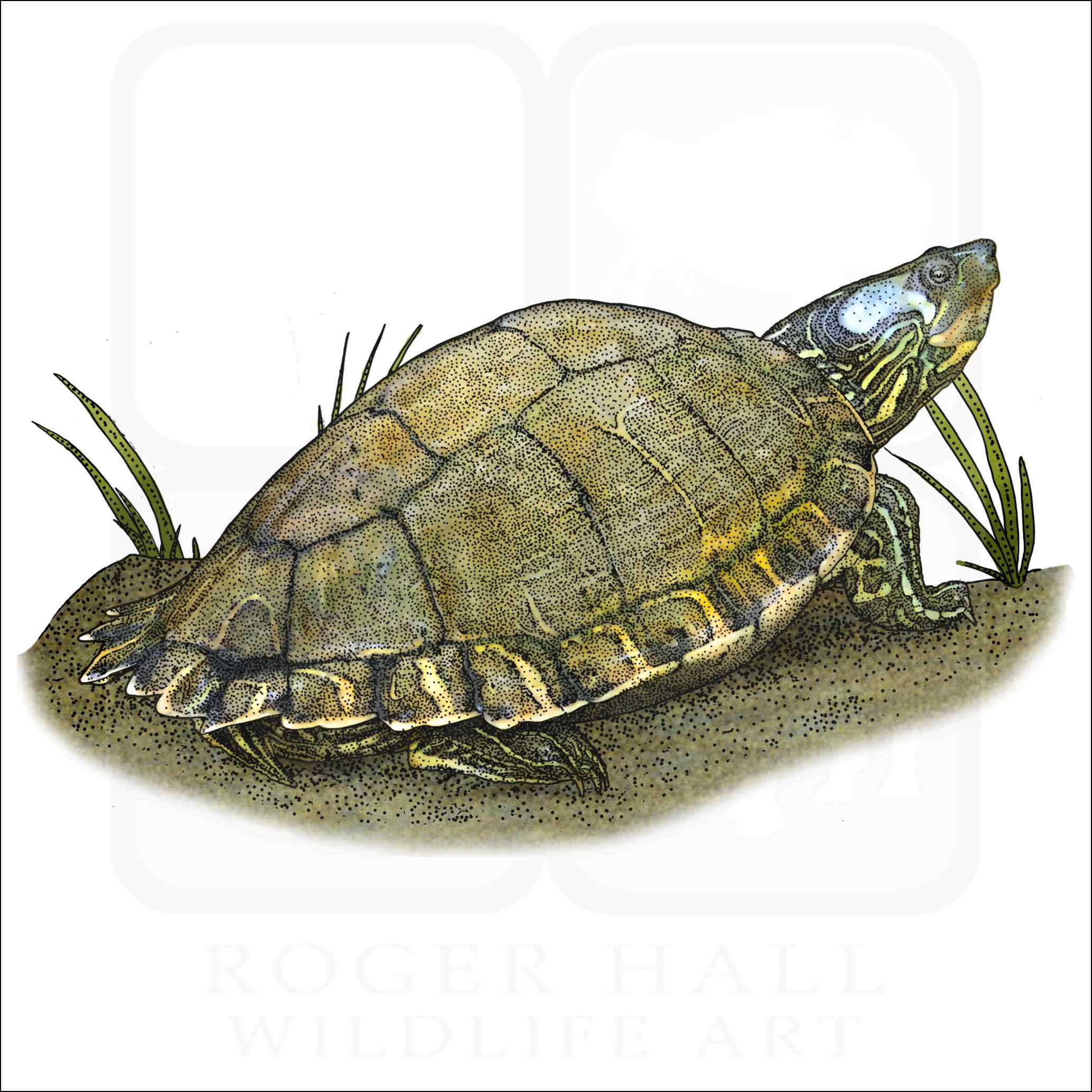エスカンビアカミクサガメのイラスト 壁紙