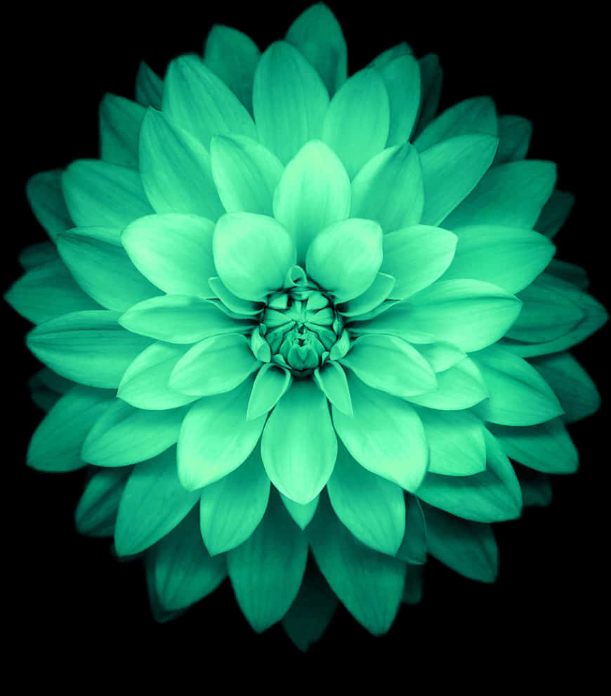 エメラルドダリアの花 壁紙