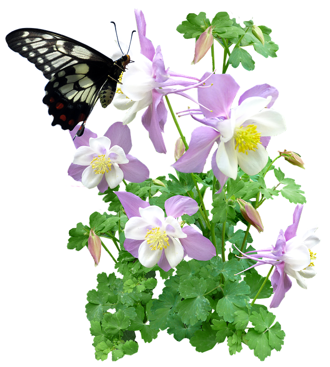 オダマキの花にとまる蝶 壁紙