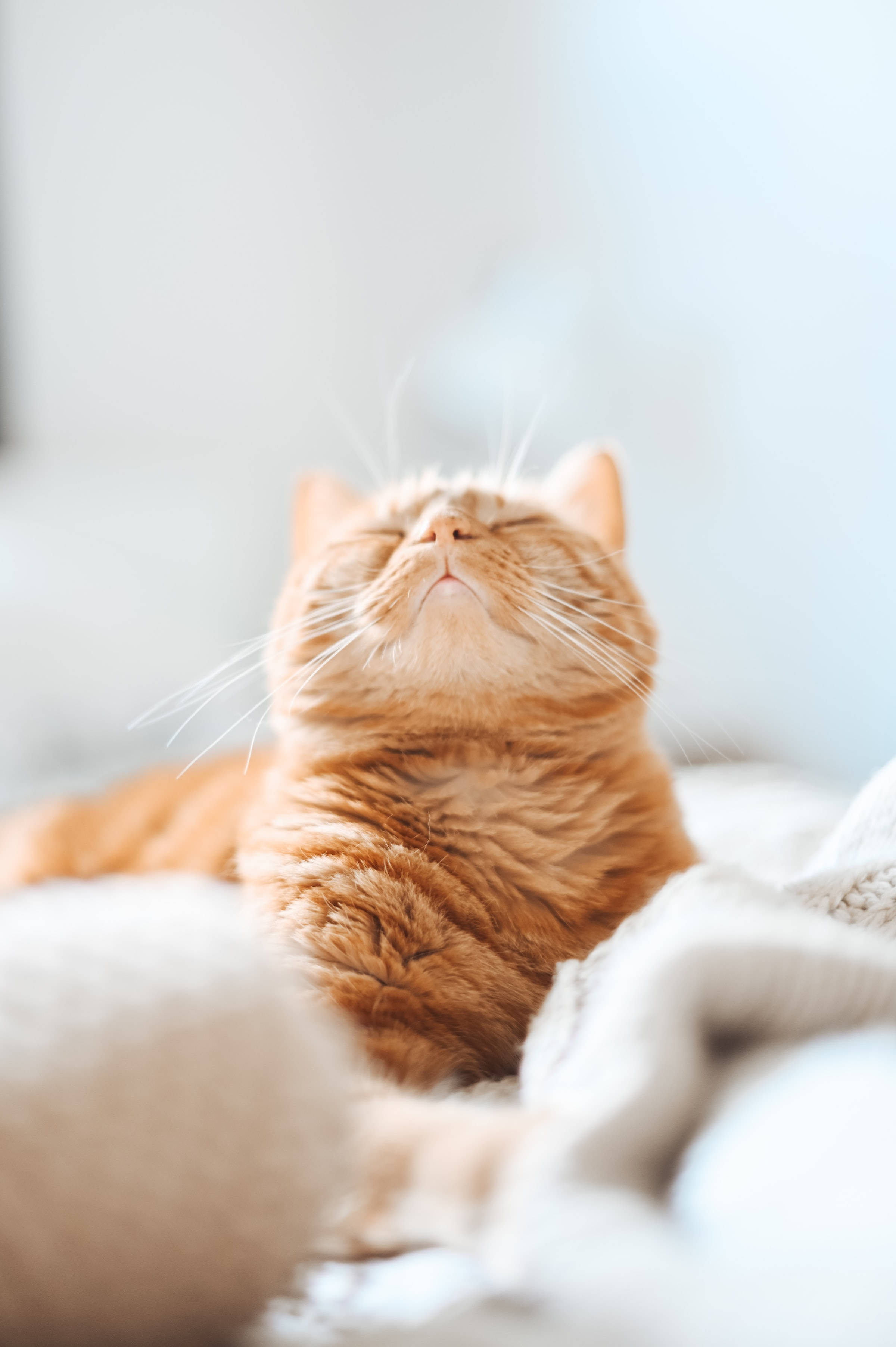 オレンジのトラ猫の美的PFP 壁紙