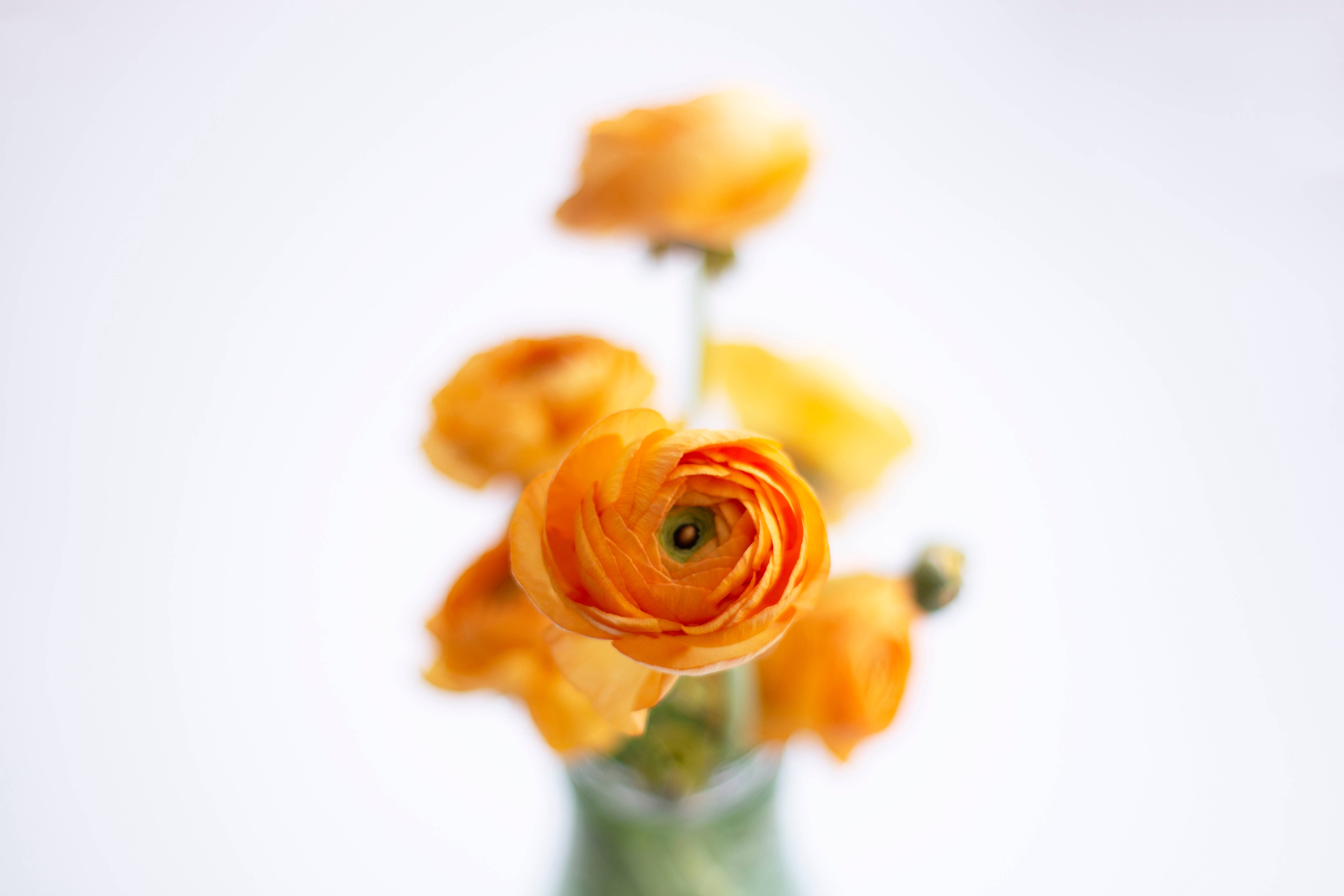 オレンジの美的な花 壁紙