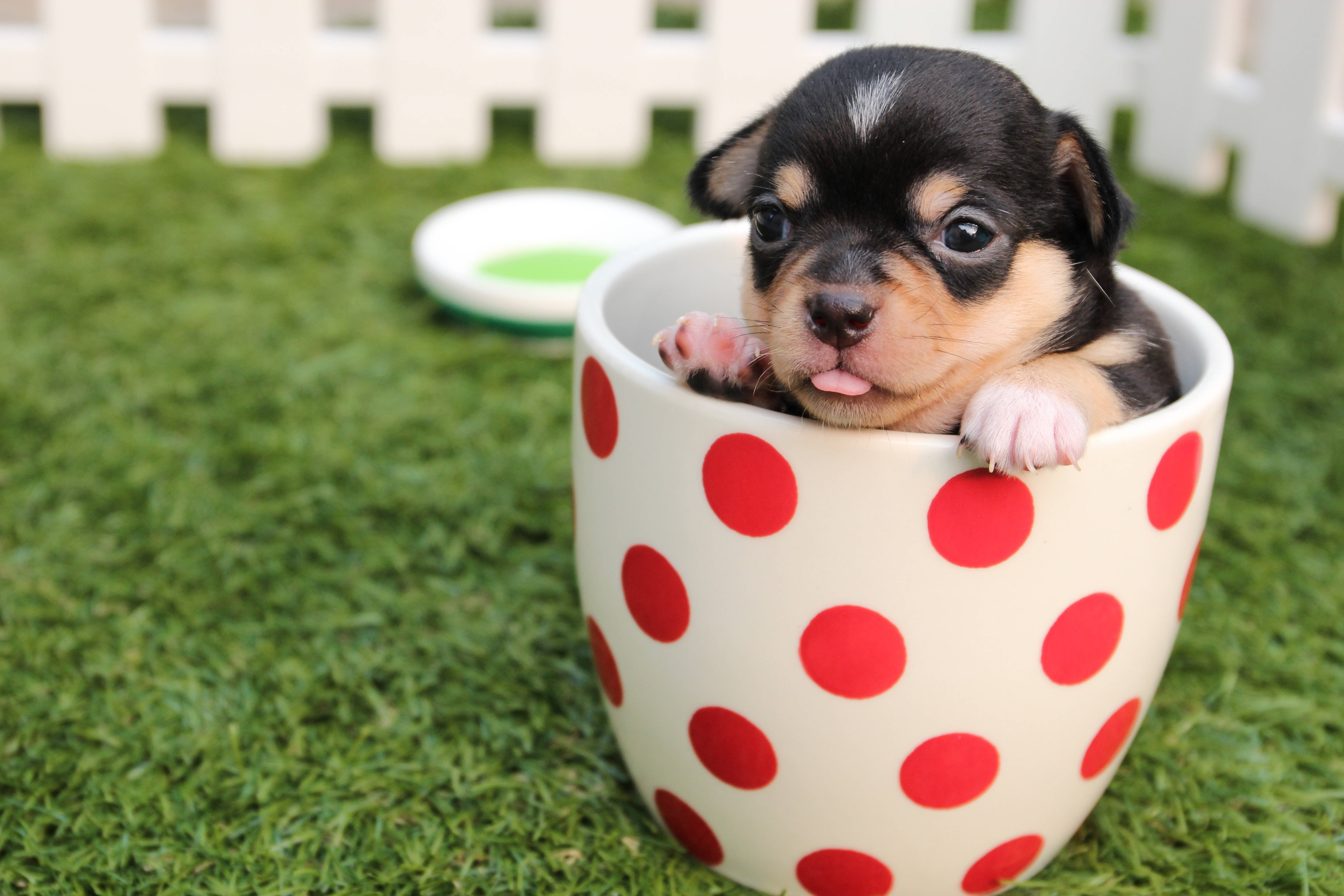 カップに入ったかわいいチワワの子犬 壁紙
