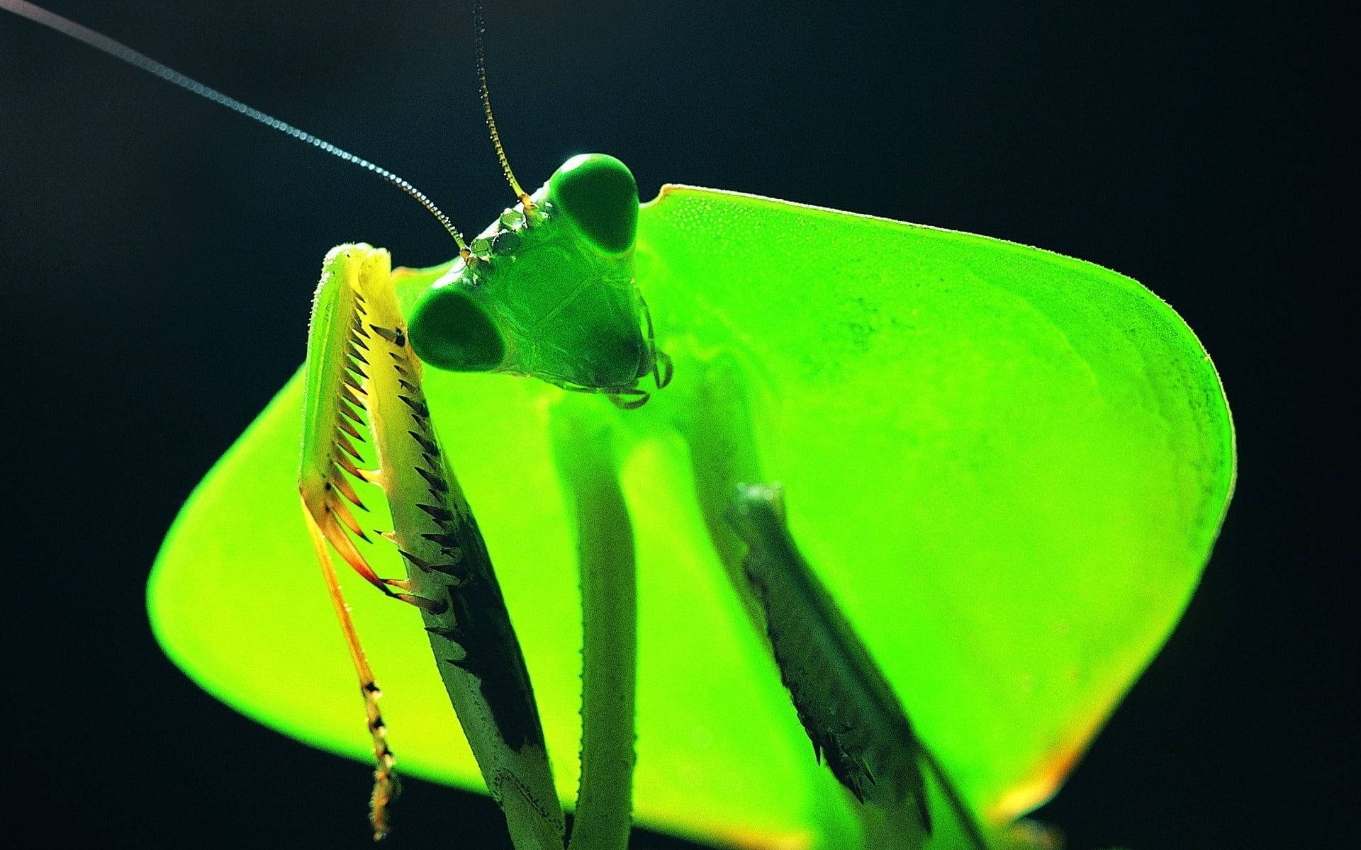 カマキリ 青い触角 壁紙