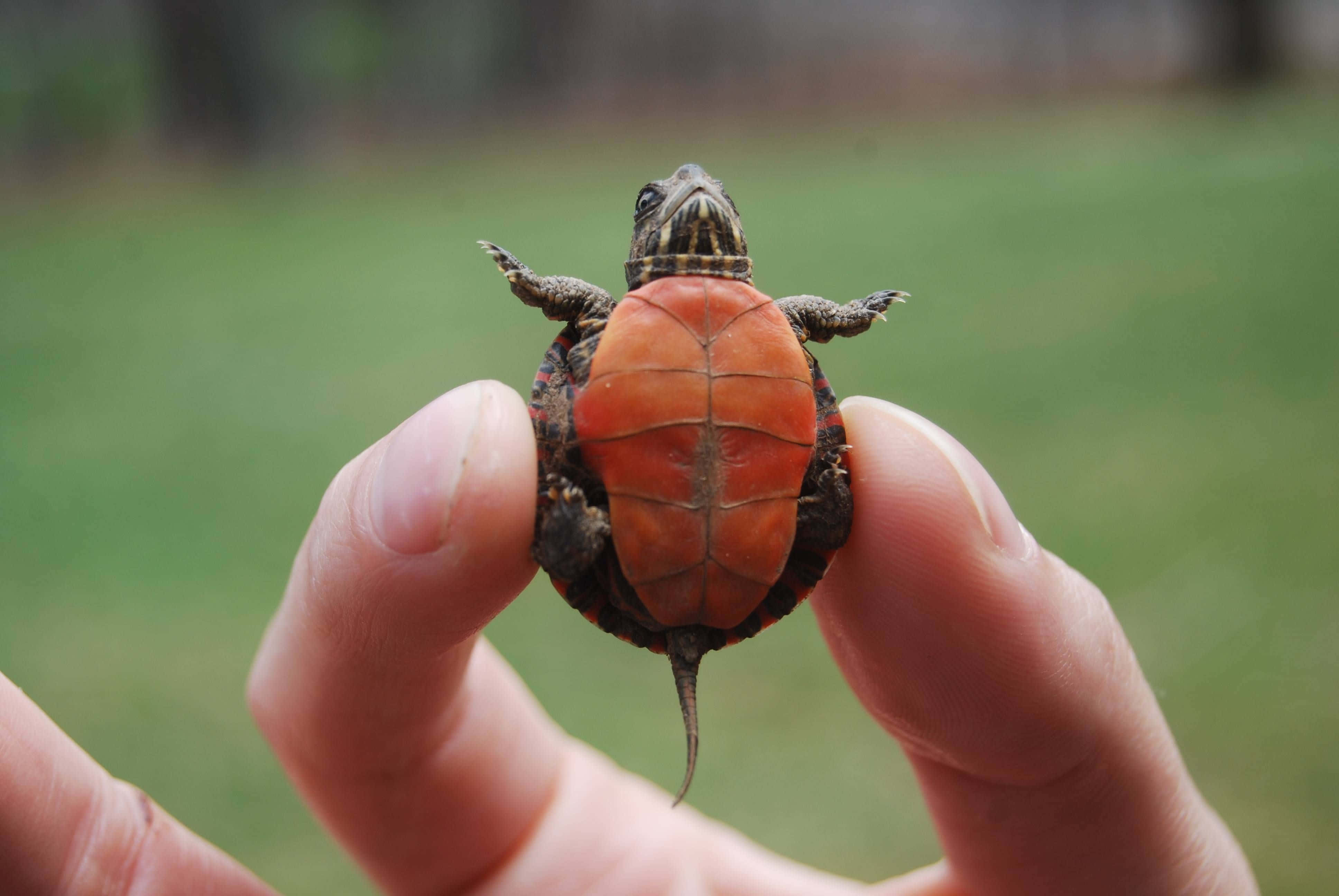 カメラに向かって微笑むかわいいカメ 壁紙