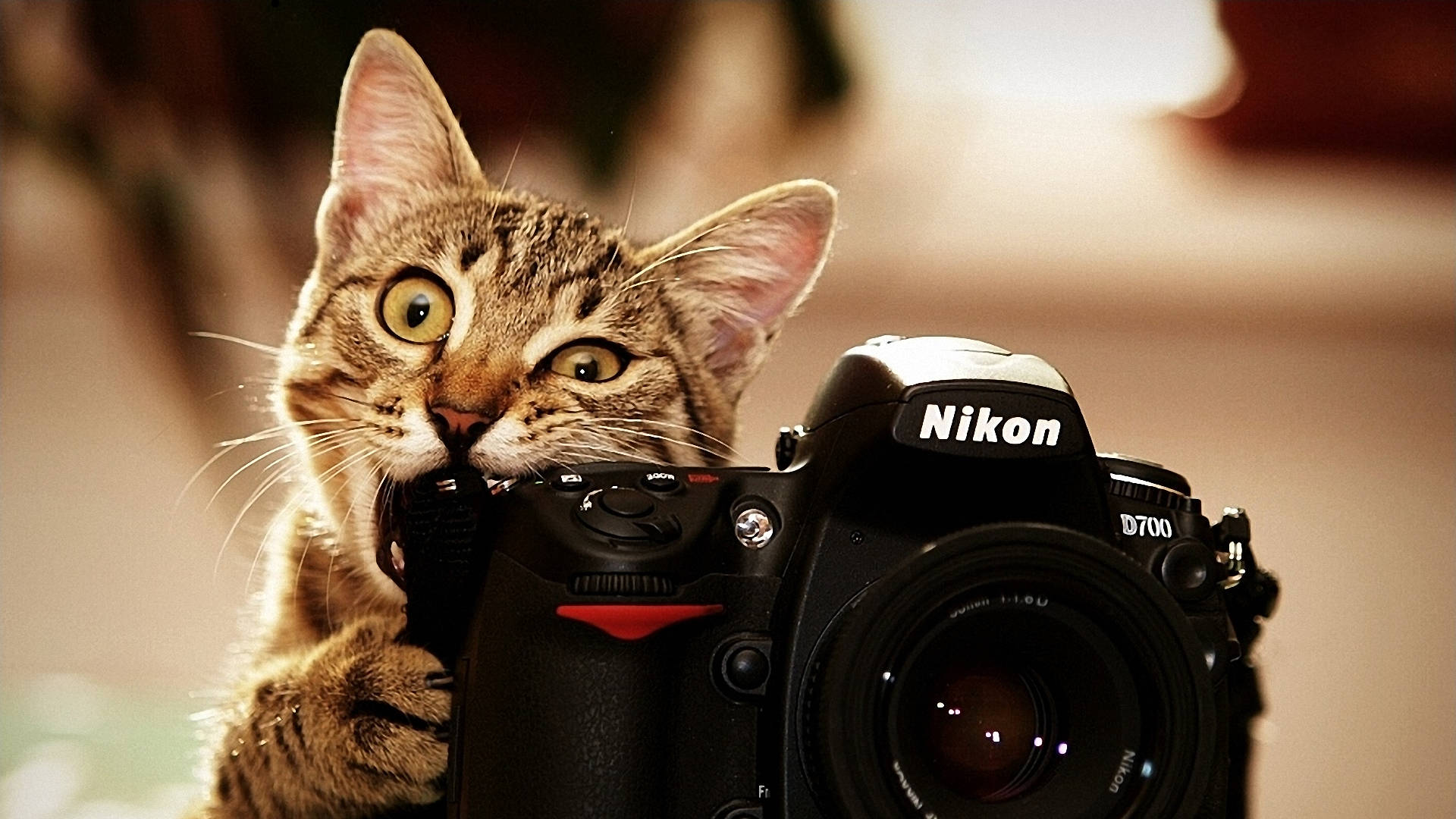 カメラを噛む猫の写真 壁紙