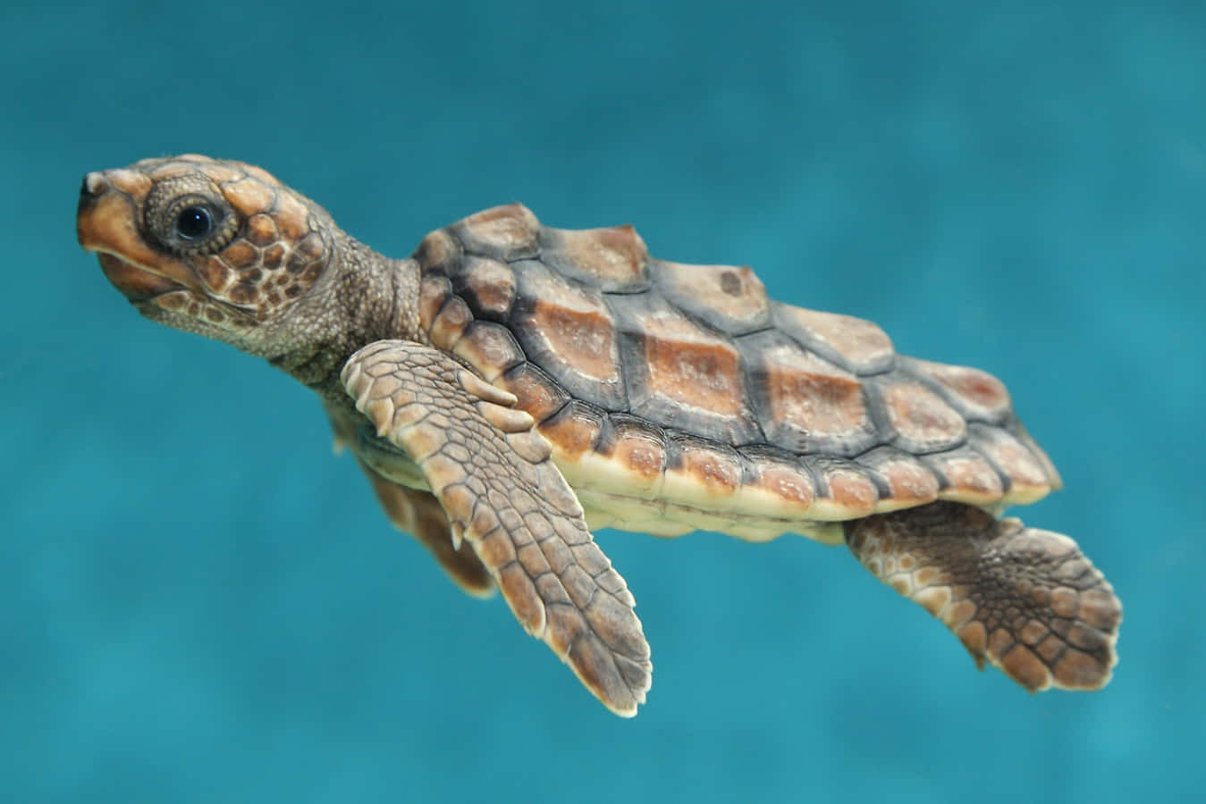 カメラを見上げるかわいい小さなウミガメ 壁紙