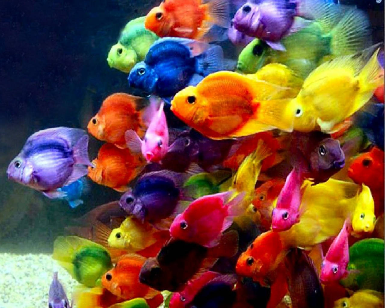 カラフルでクールな小さな魚たち 壁紙