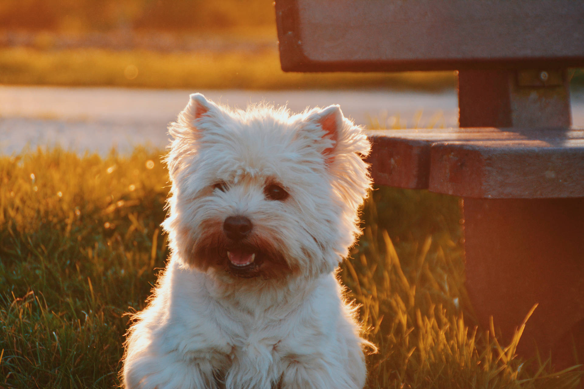 夕日の中、ベンチのそばの芝生にいる白いウェスティのかわいい犬の壁紙