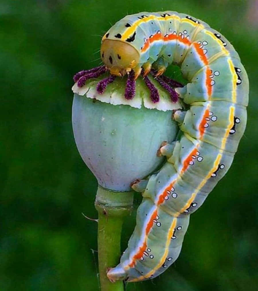 カラフルな毛虫の昆虫の接写 壁紙