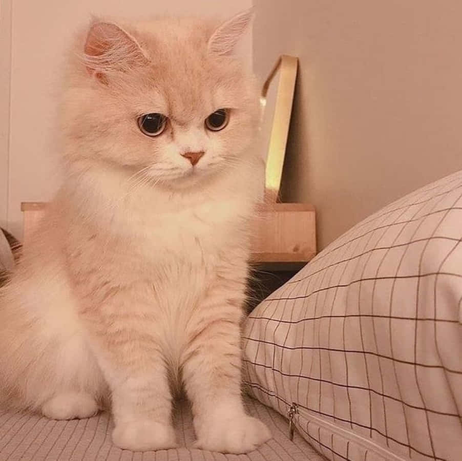 カラフルな網目を背景にポーズをとる美しい猫 壁紙