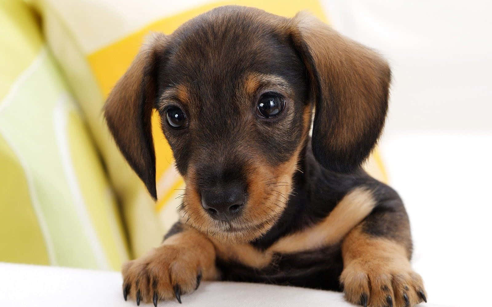 カラフルな背景でポーズをとる愛らしい子犬 壁紙
