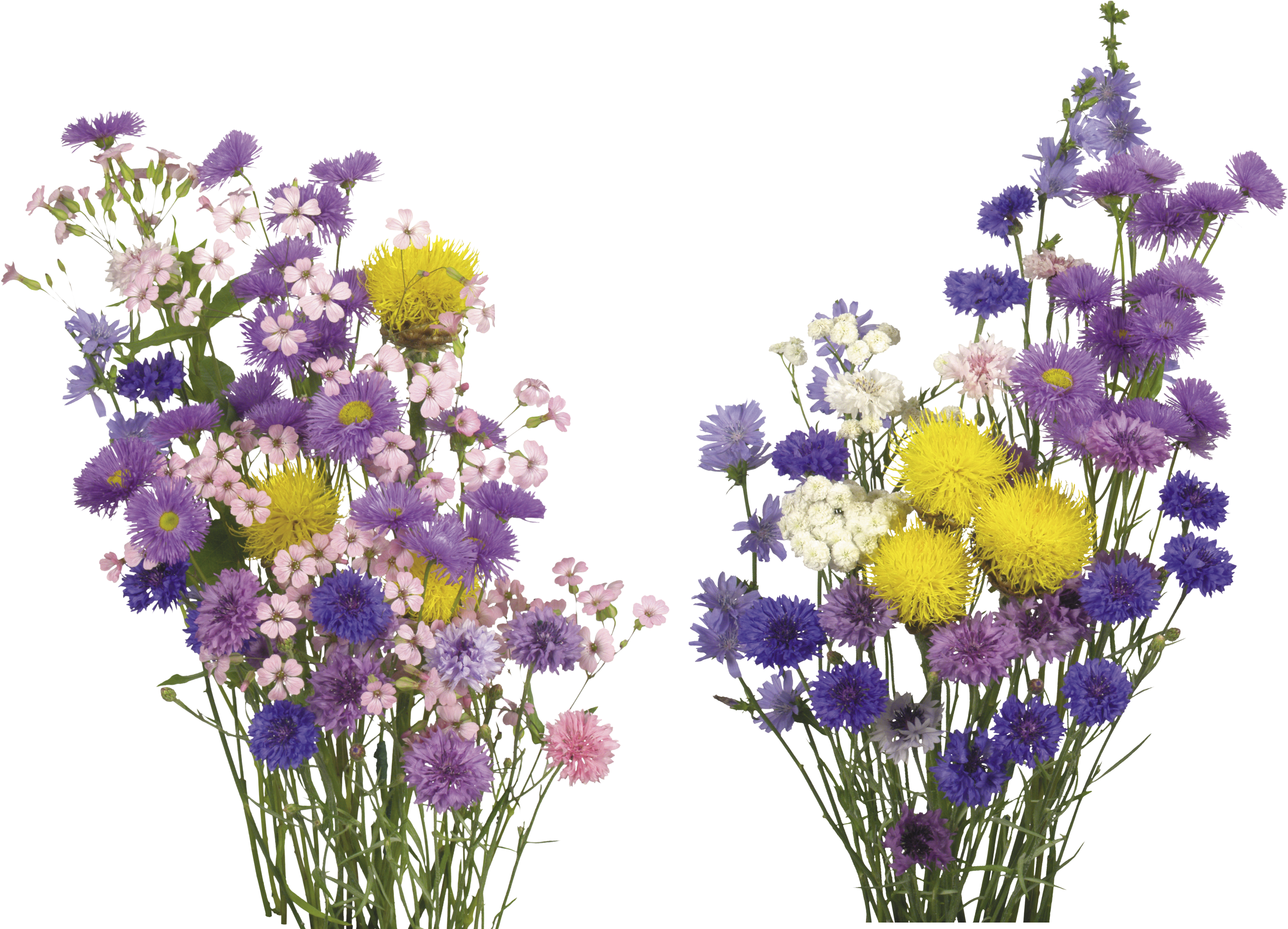 カラフルな花束の透明背景 壁紙