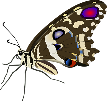 カラフルな蝶のイラスト 壁紙
