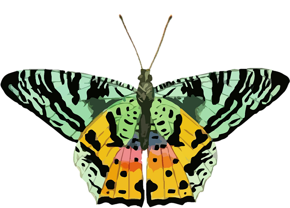 カラフルな蝶のイラスト 壁紙
