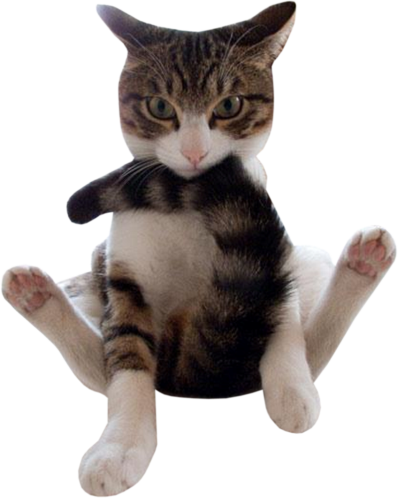 キジトラ猫が面白いポーズで座っている 壁紙