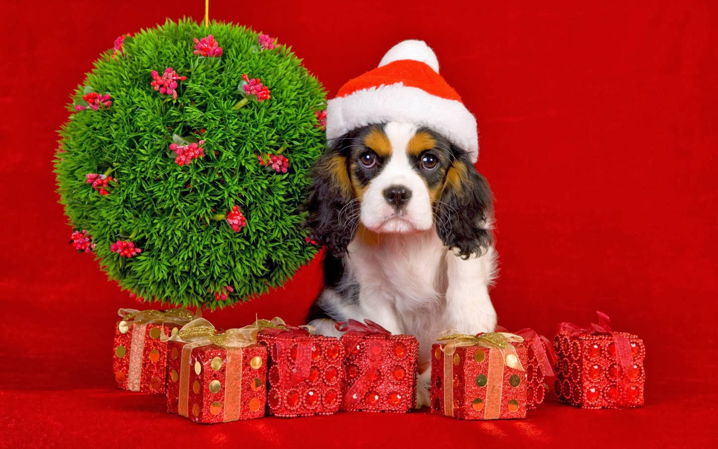 キャバリアの子犬とクリスマスプレゼント 壁紙