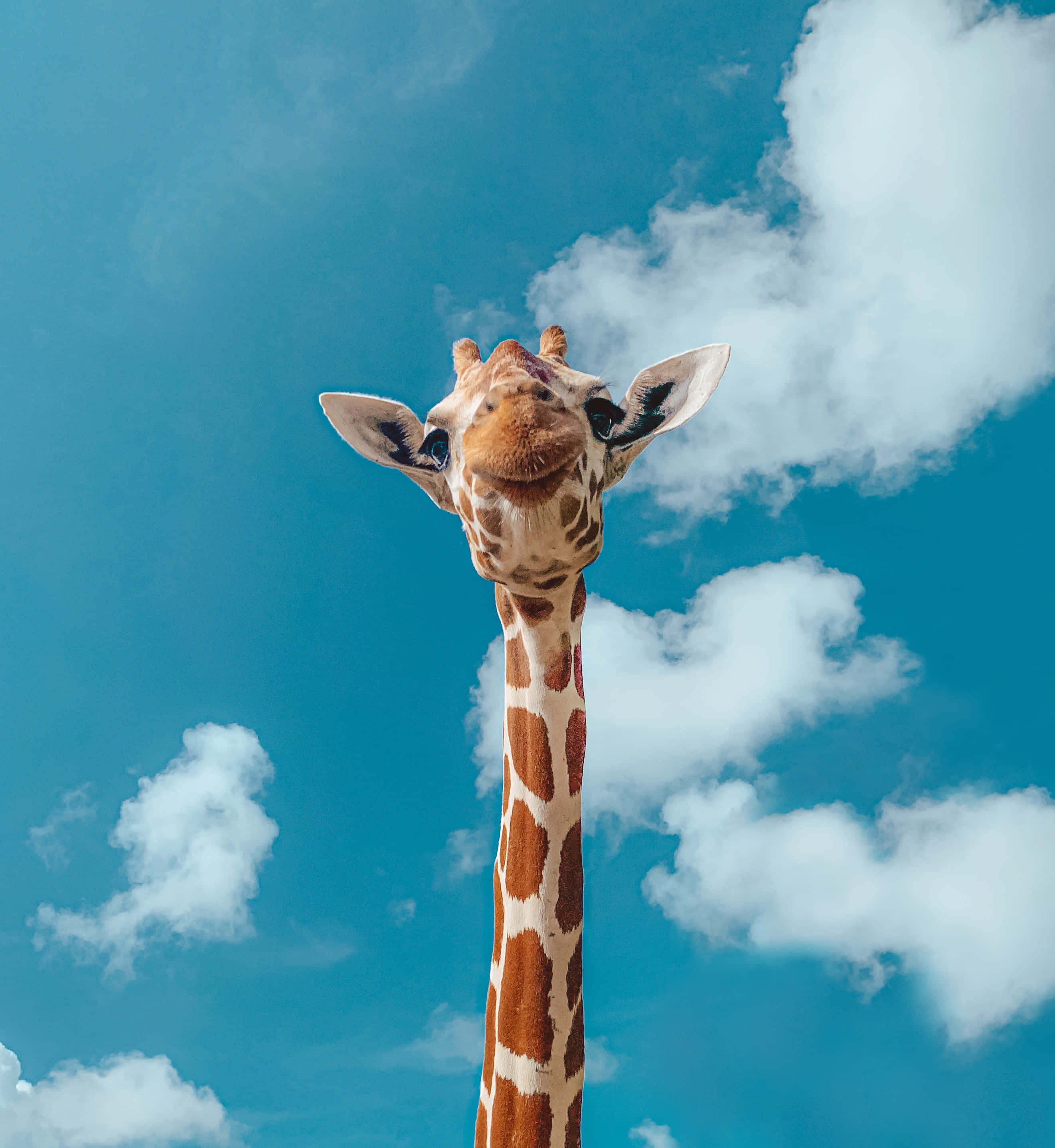 キリン 動物 かわいいもの 壁紙
