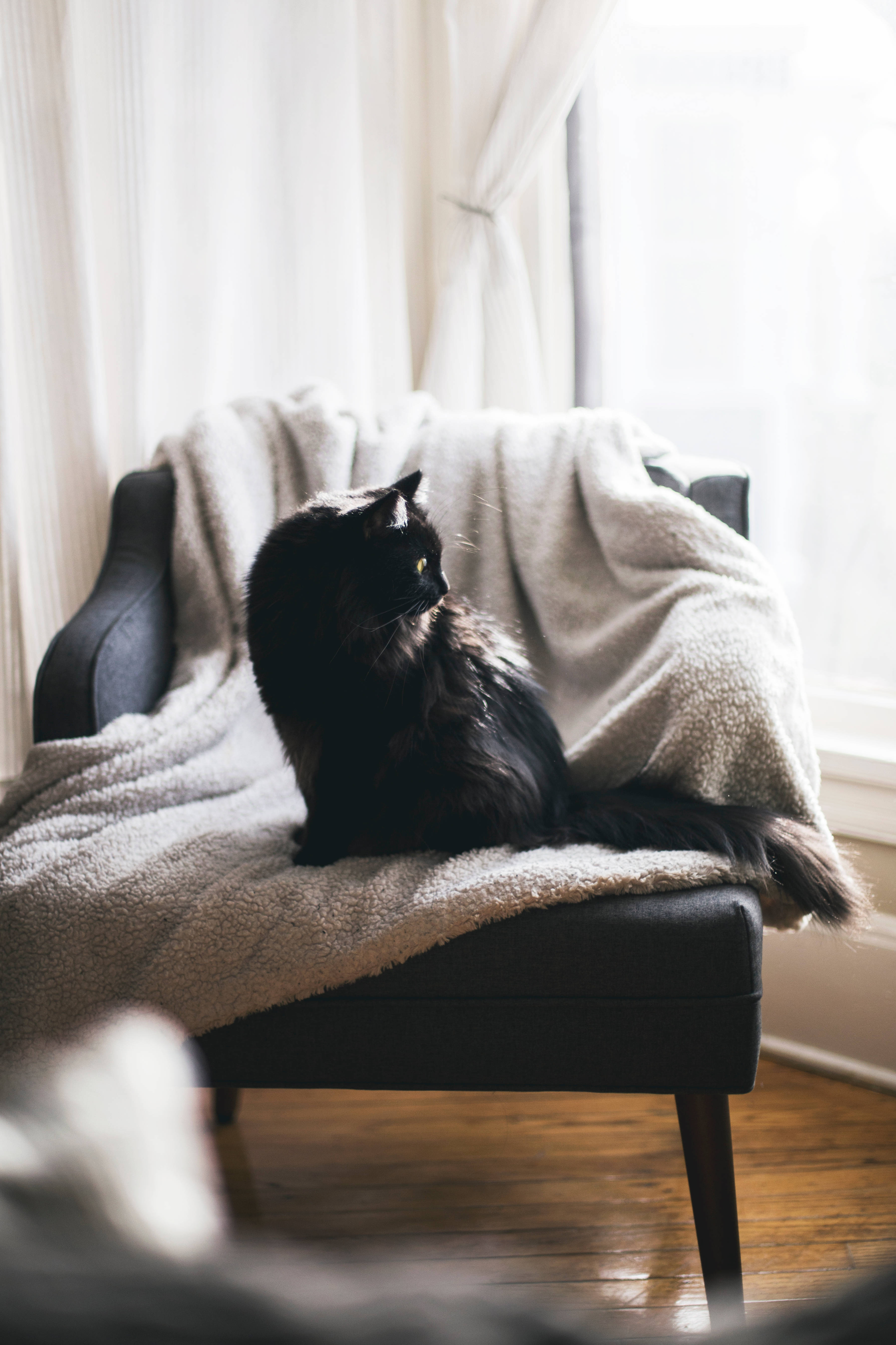 クッション付き椅子の黒猫 壁紙