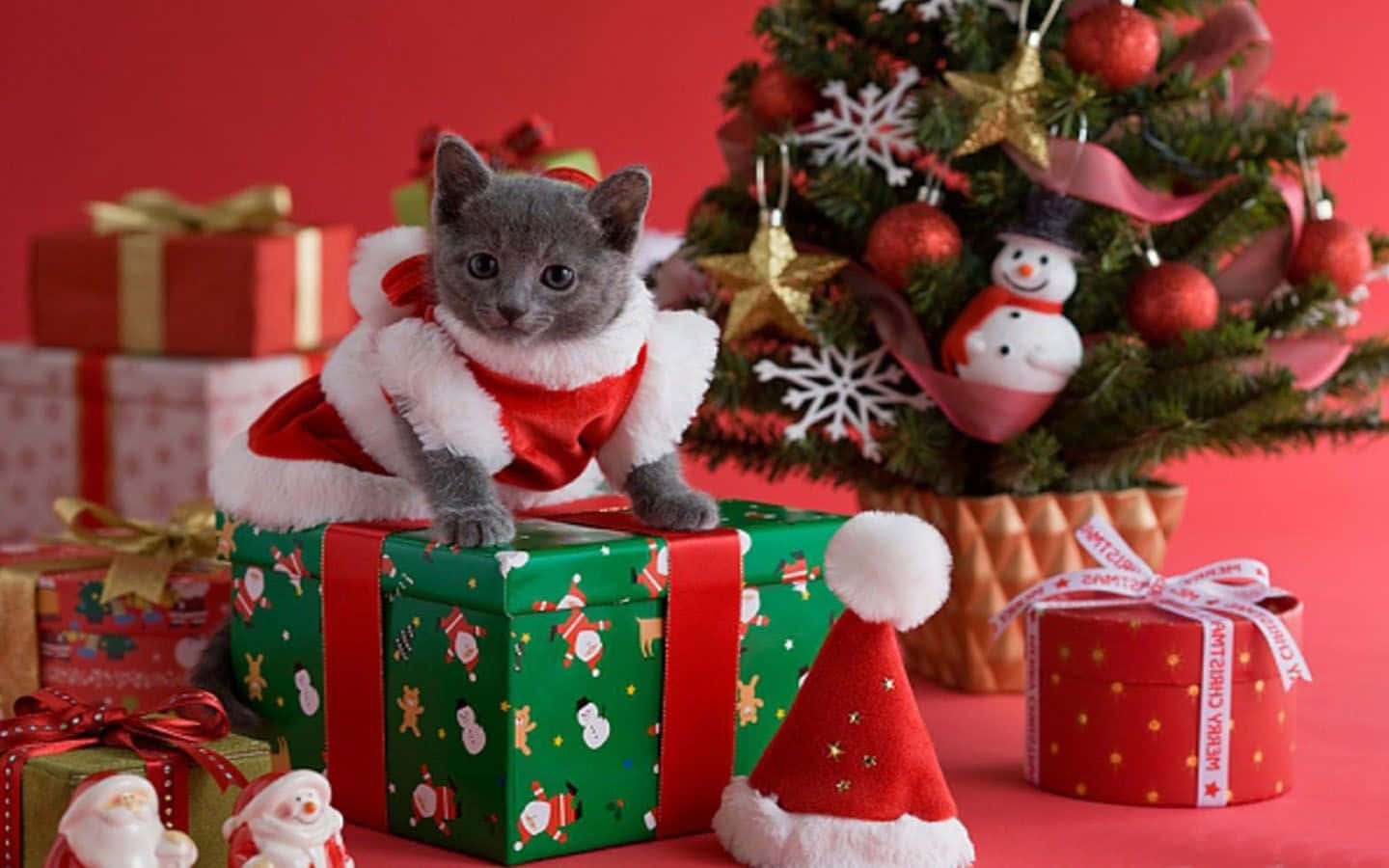 クリスマスがやってくる、この猫は準備万端 壁紙