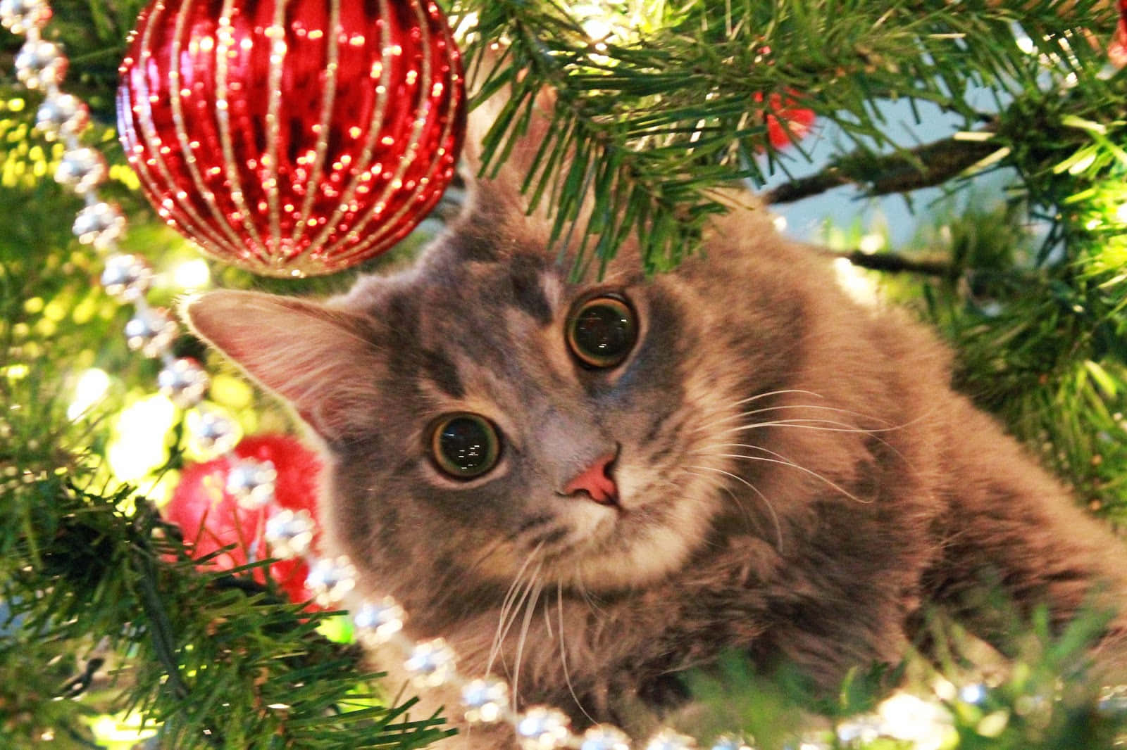 クリスマスのふわふわ猫の写真 壁紙