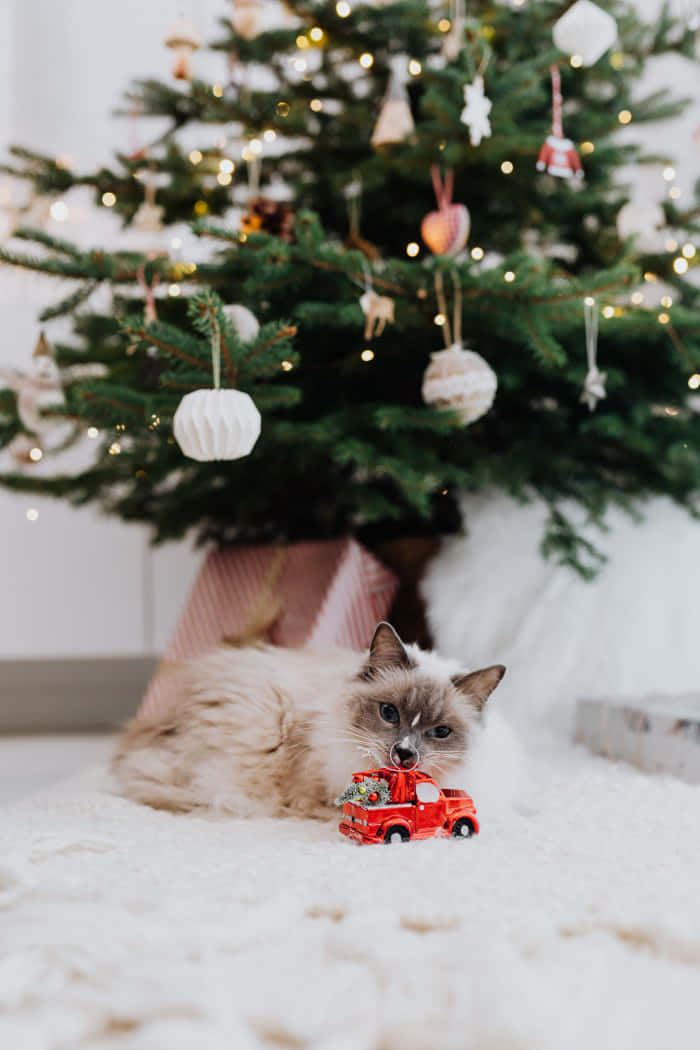 クリスマスの愛らしい猫の写真 壁紙