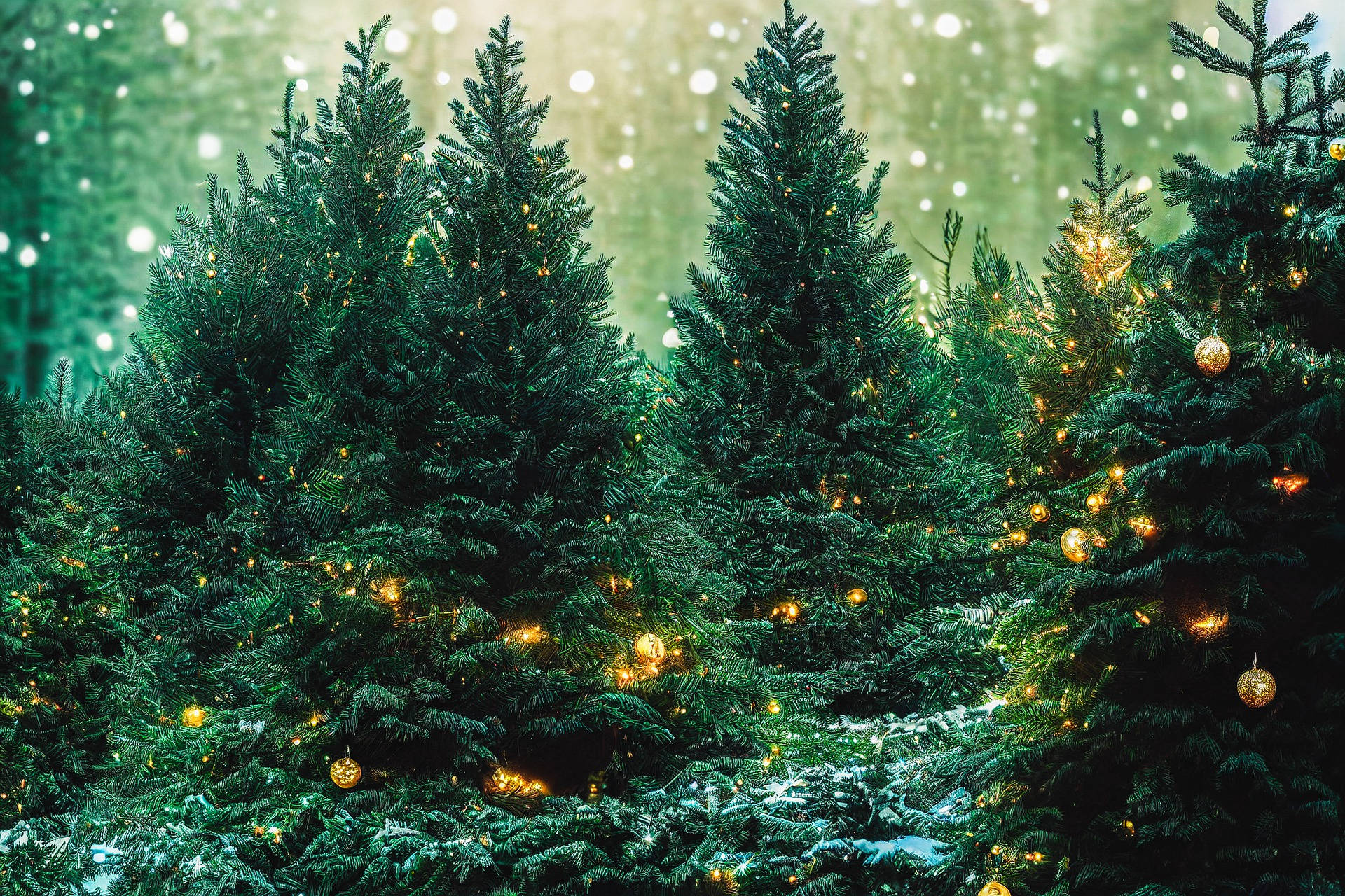 クリスマスの森の緑豊かな木々 壁紙