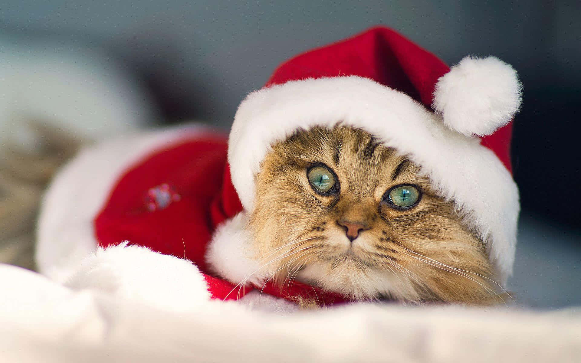クリスマスの茶色い猫の写真 壁紙