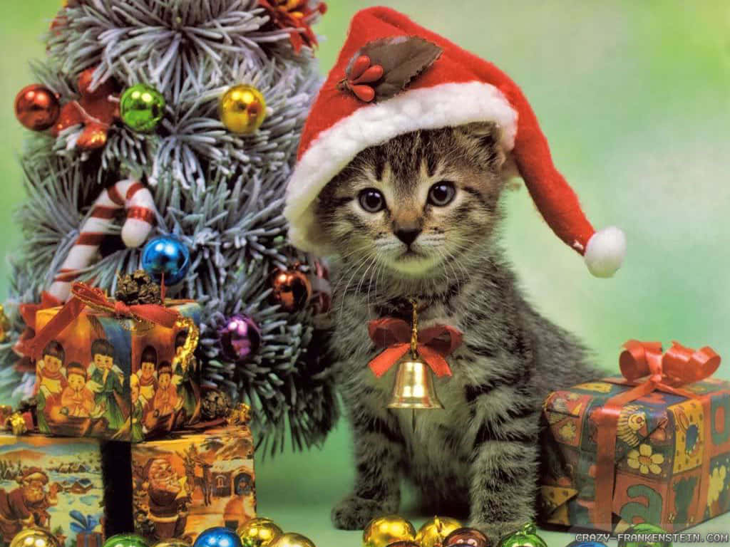 クリスマスキャットのベストピクチャー 壁紙