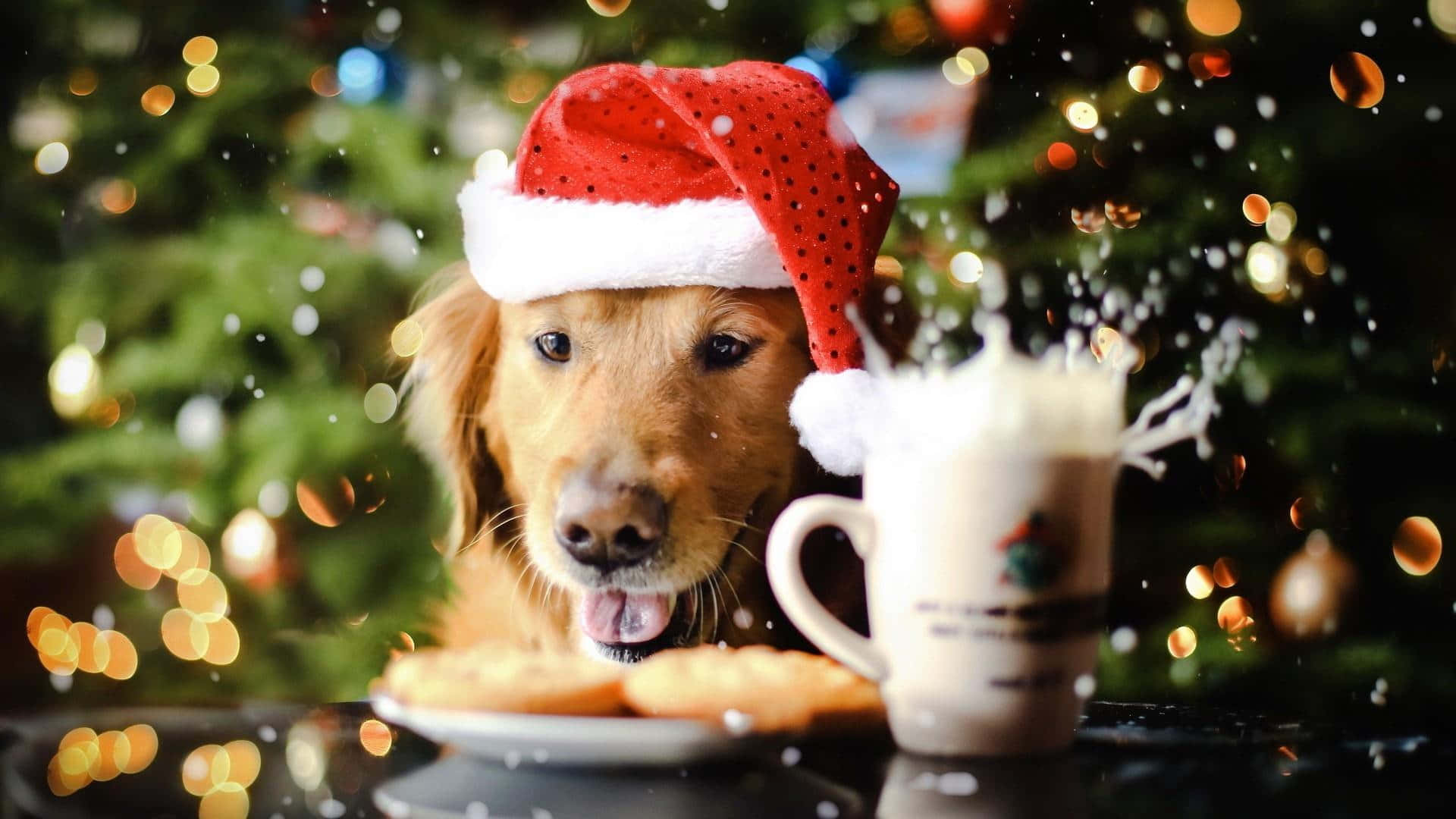 クリスマスシーズンがあなたの悩みを洗い流し、喜びの知らせをもたらしますように！ 壁紙