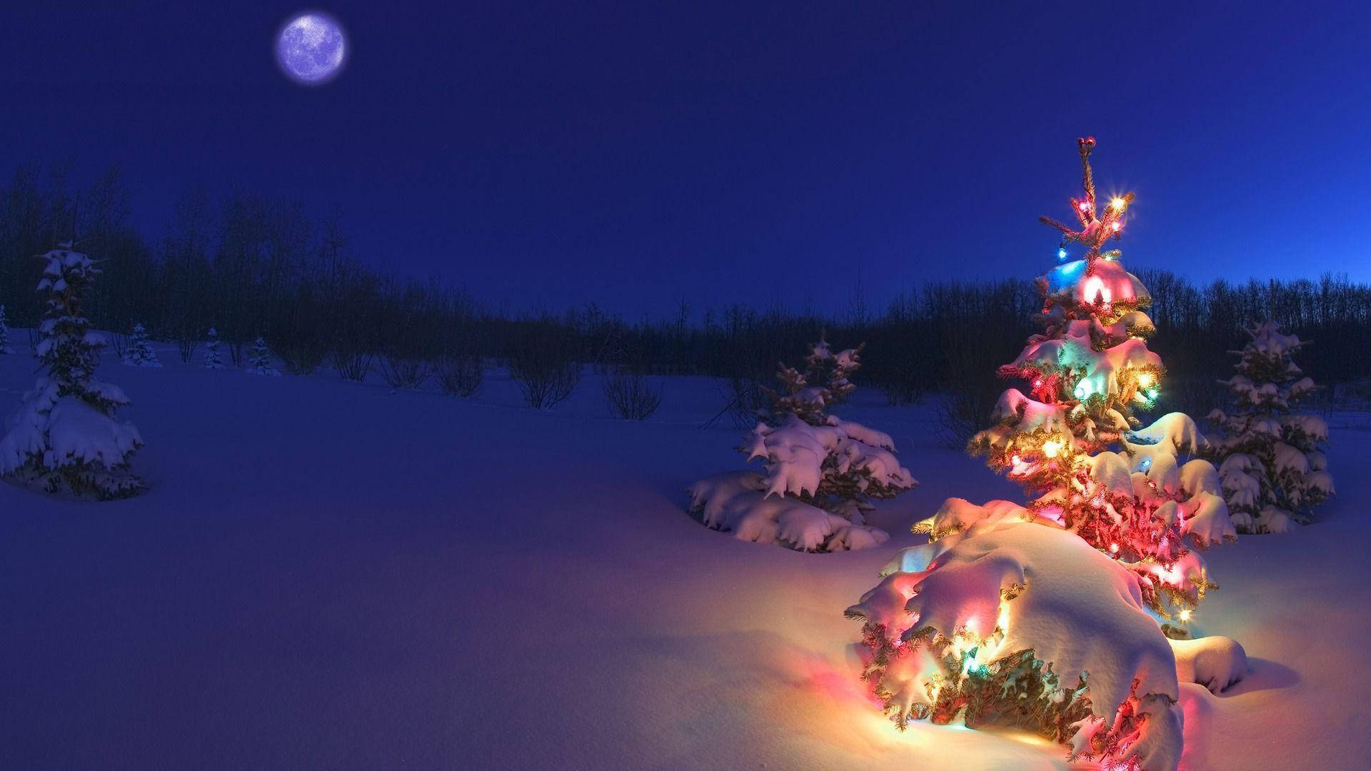 クリスマスツリーでホリデーシーズンを明るく彩ろう 壁紙