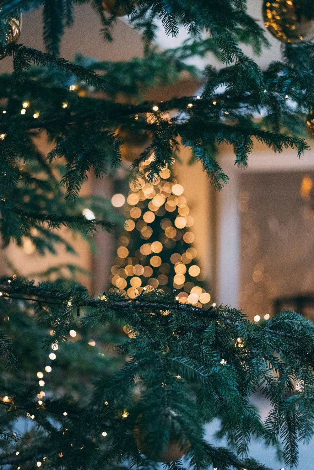 クリスマスツリーのアップショット、祝祭シーズン 壁紙